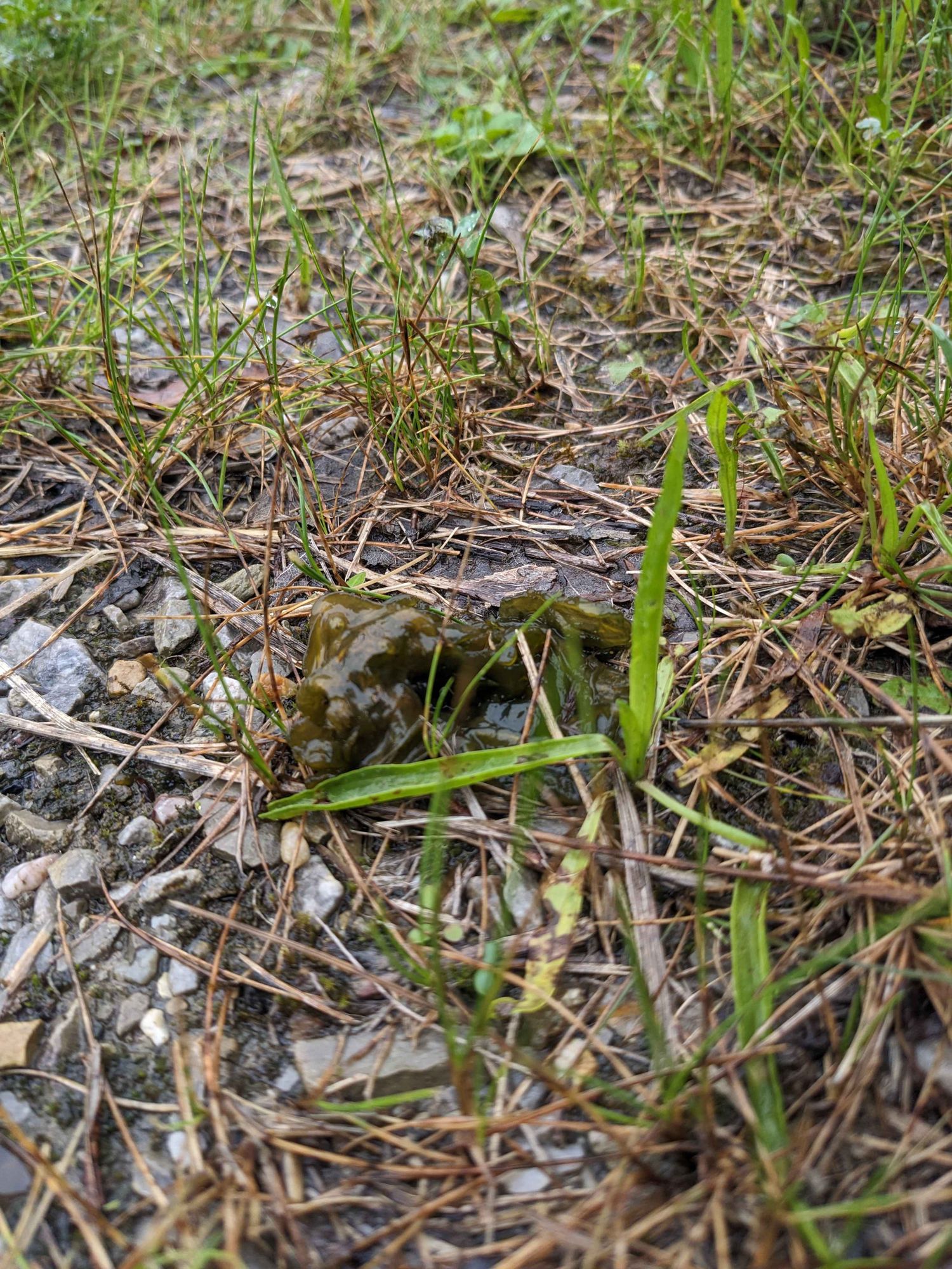 Green jelly algae on grass and dirt