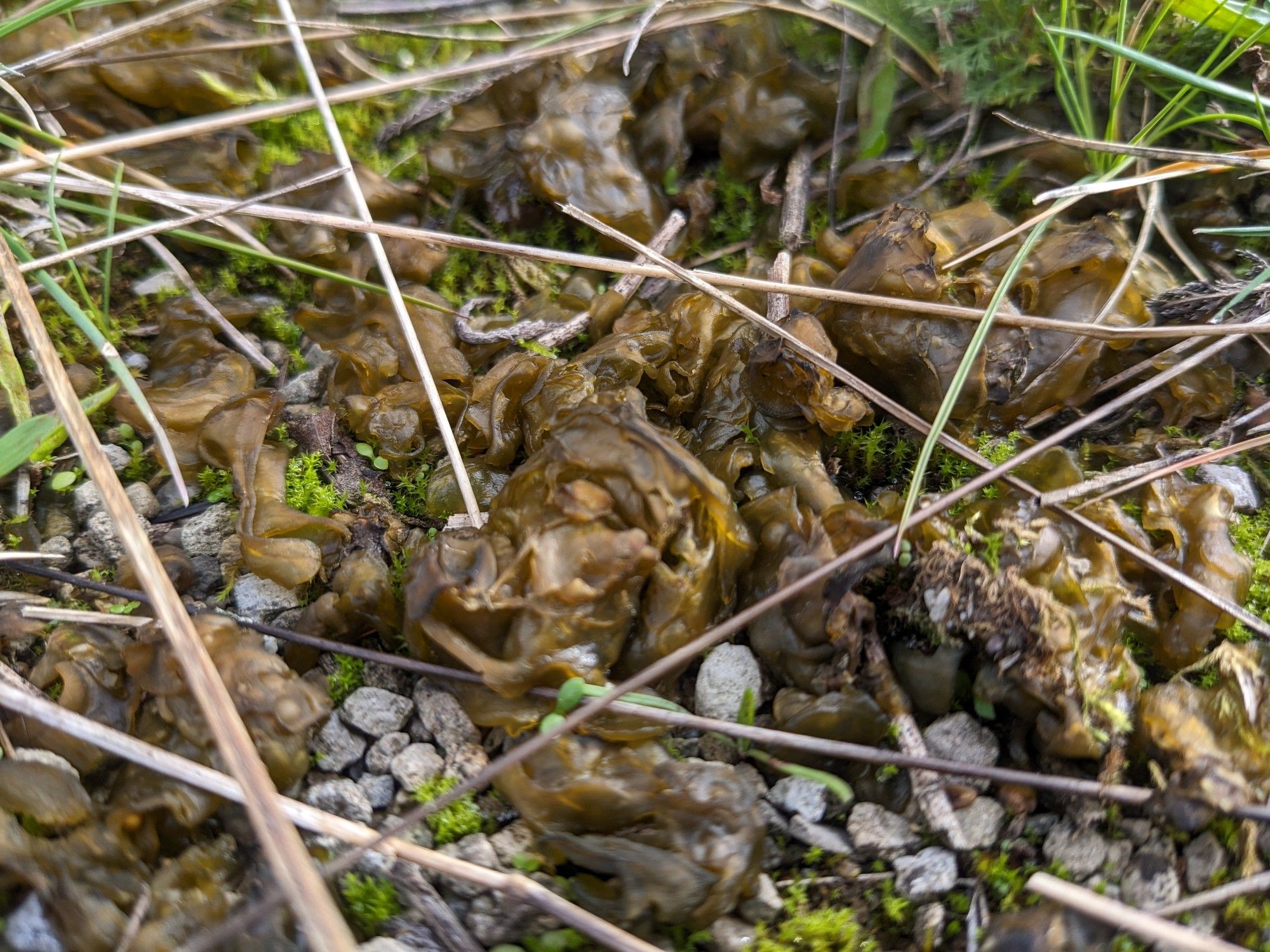 Green jelly of nostoc commune