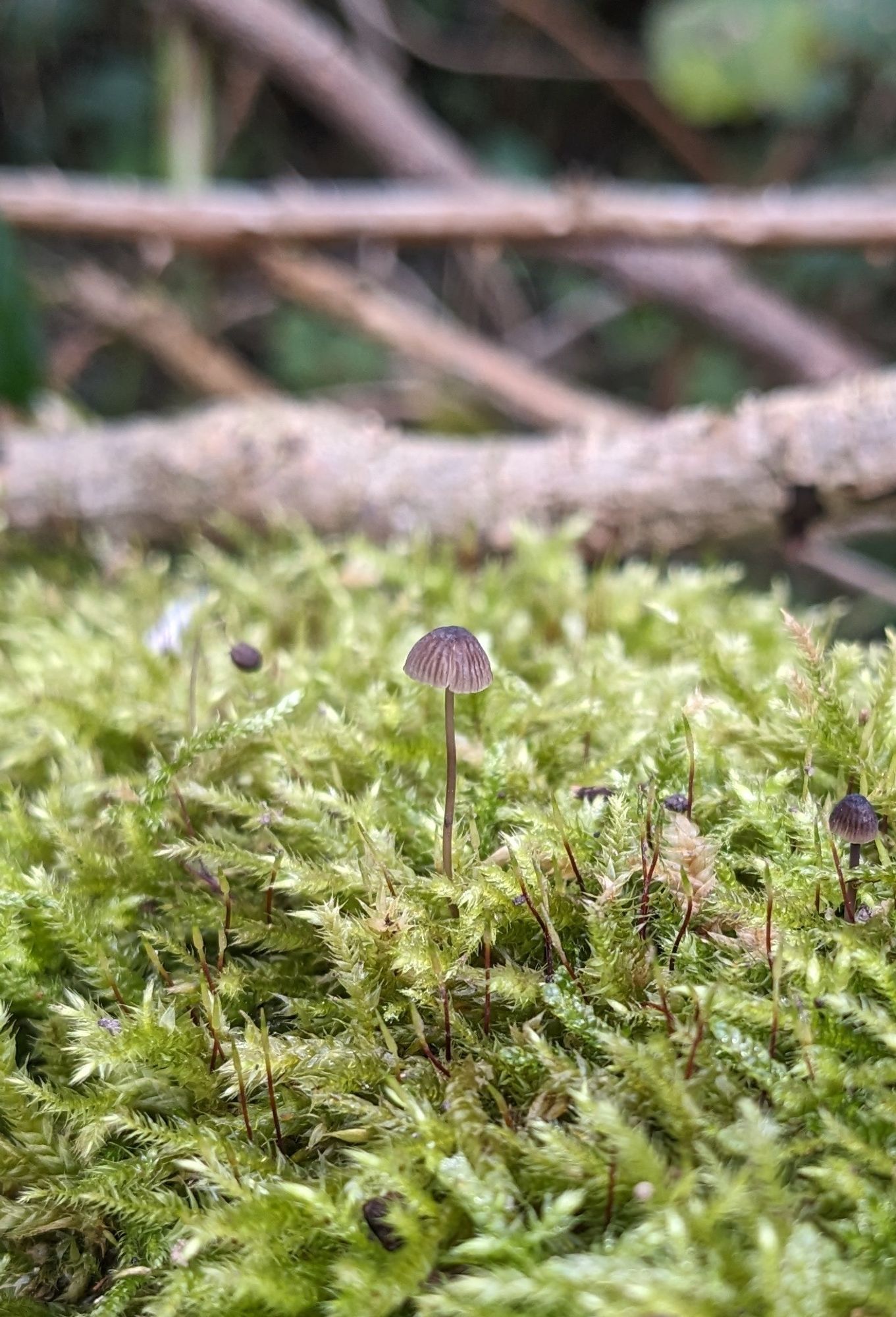 Brown grey mushroom on moss with slender stalk