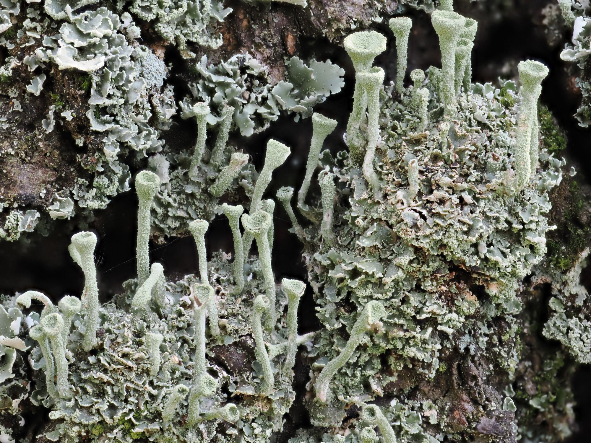 Cladonia lichen with podetia forming slender goblet shapes.