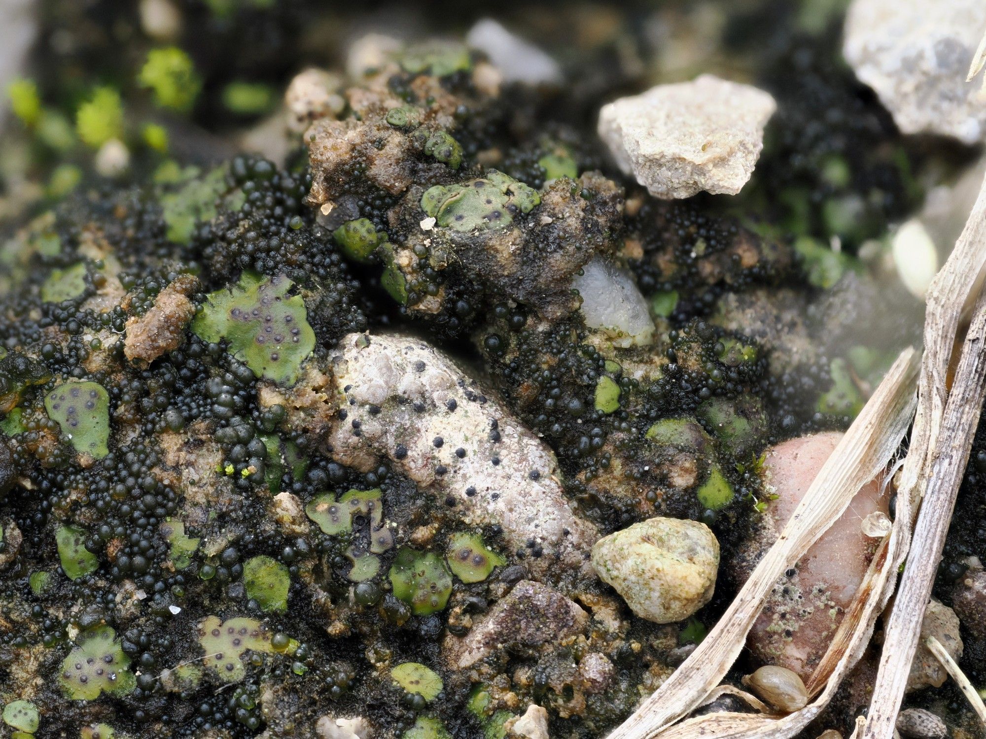 Scene with a green squamulose lichen and a small pebble