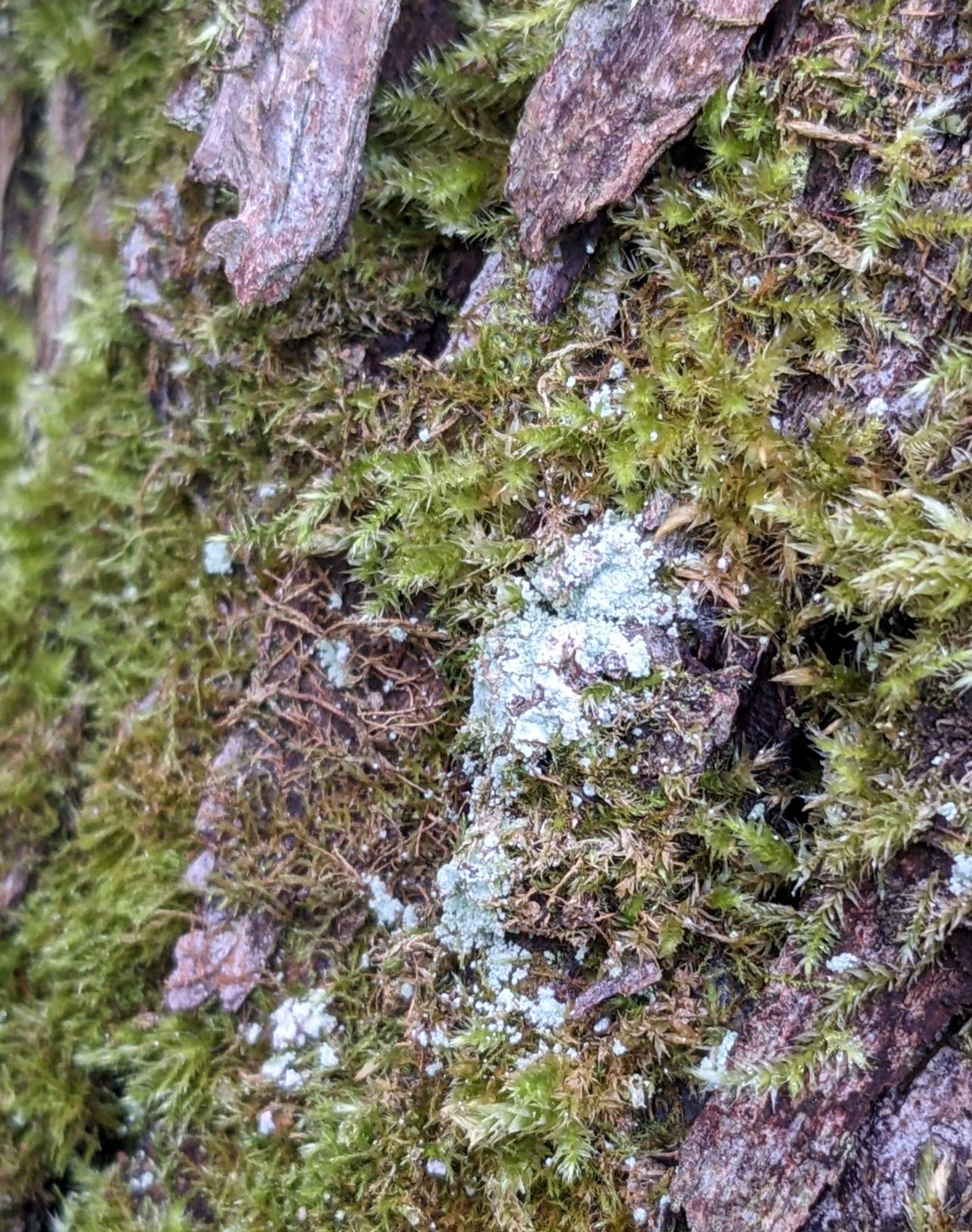 Pale green leprous lichen on moss