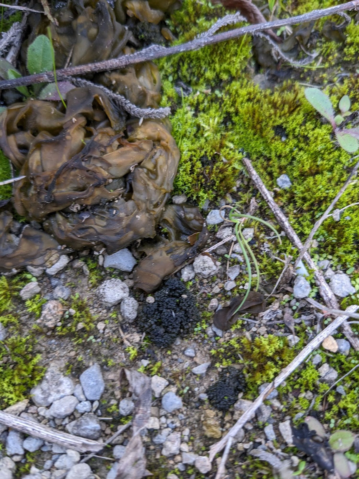 Nostoc commune (top left, olive green blobs) and Enchylium tenax (centre and bottom right, black small blobs)