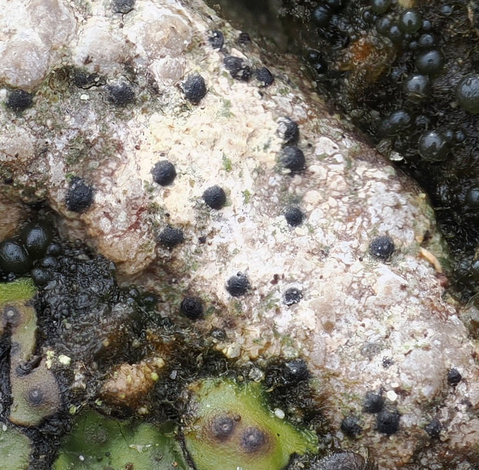 Pebble with grey lichen crust with black apothecia