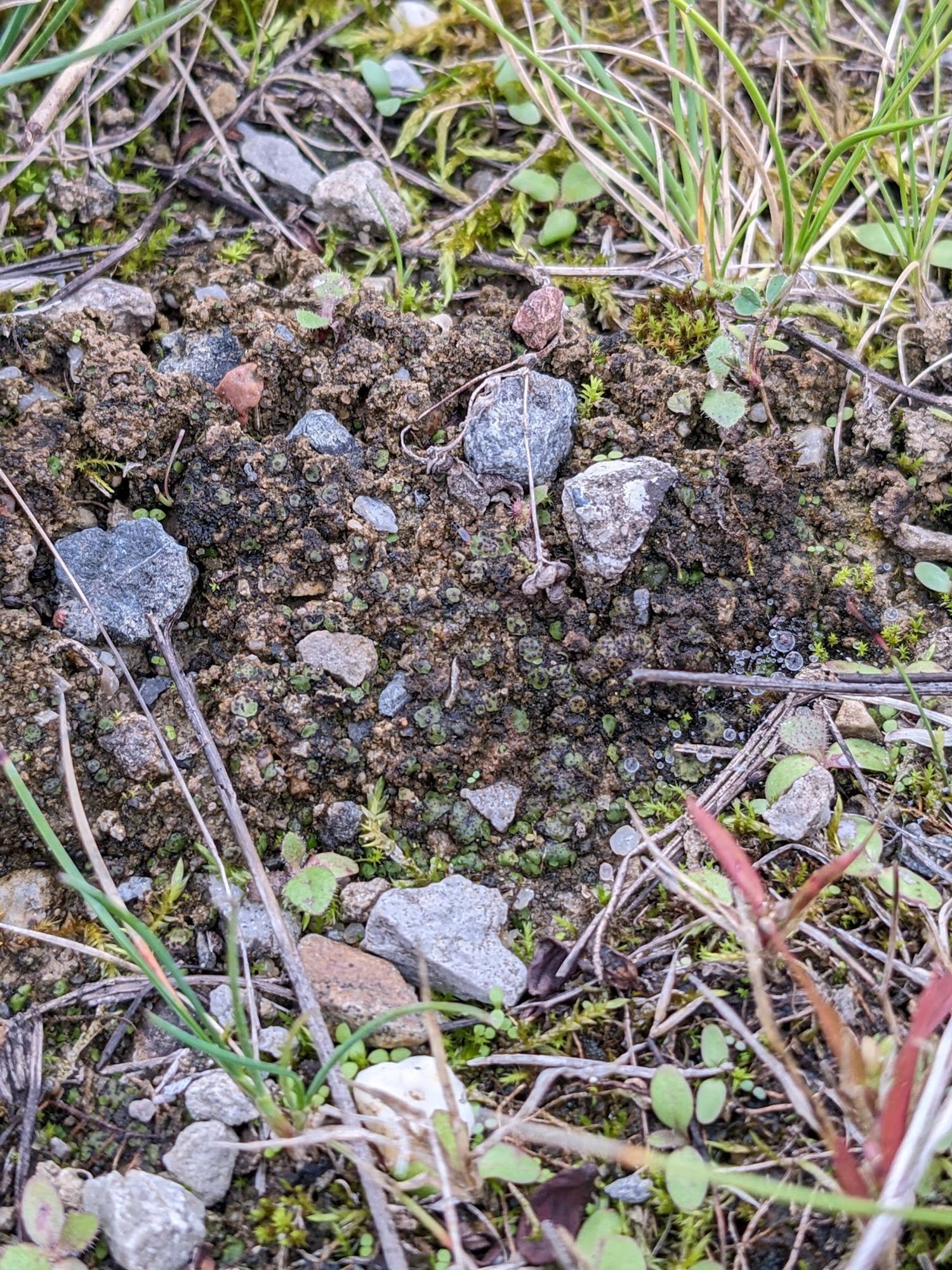 Clump of lichen between moss and grass