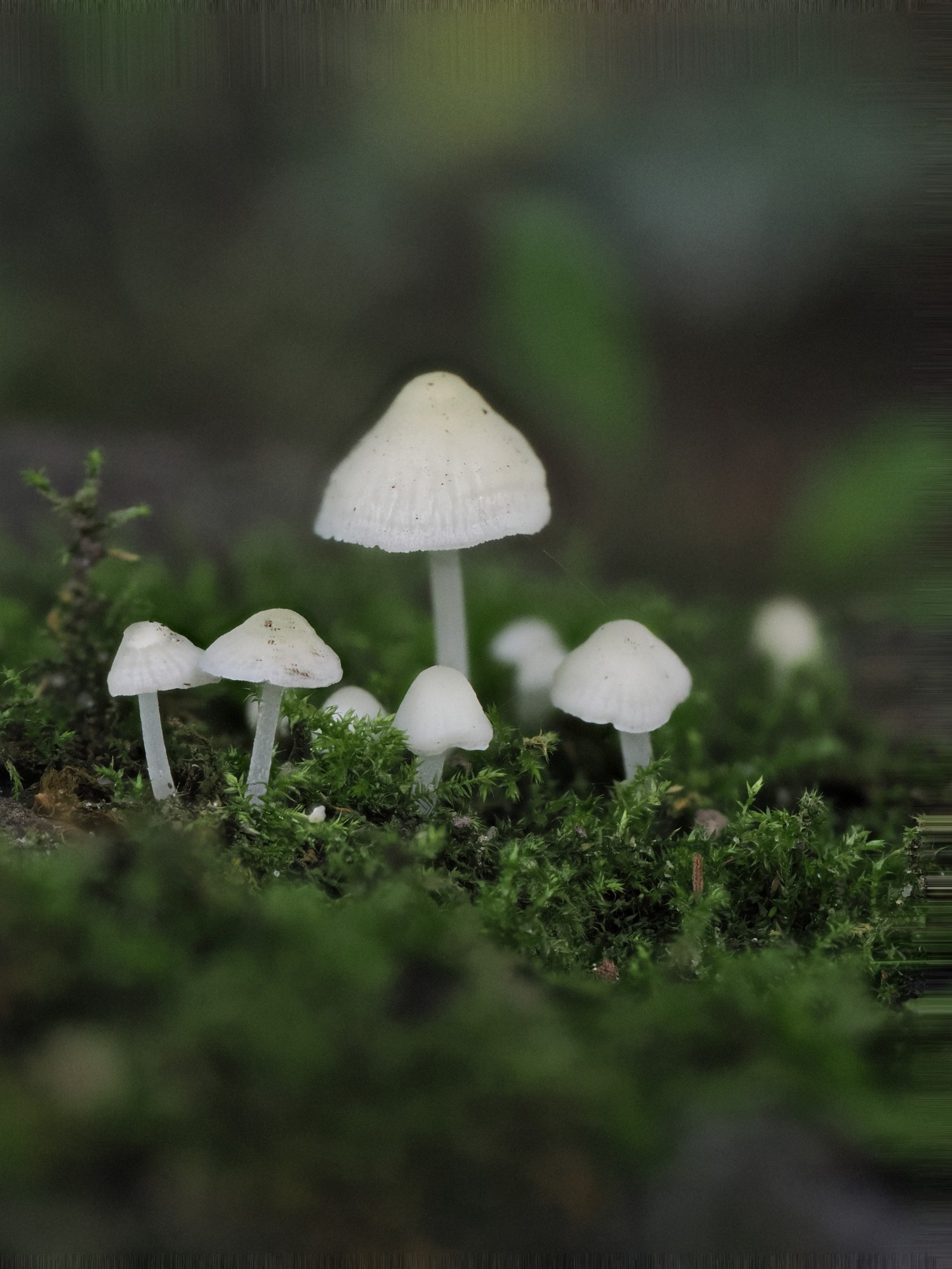 Small group of white fungi in moss, one extending above the others. Most of them within the moss.