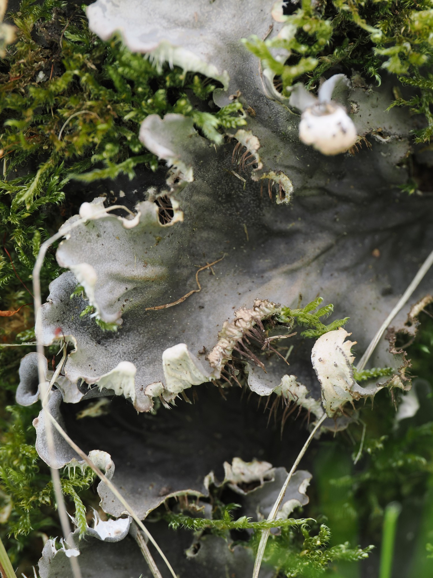 Wide lobes of a grey lichen on green moss. The topside has dark grey veiny colors. The margines are curled upwards and show white and brown hairs (rhizines) on the underside.