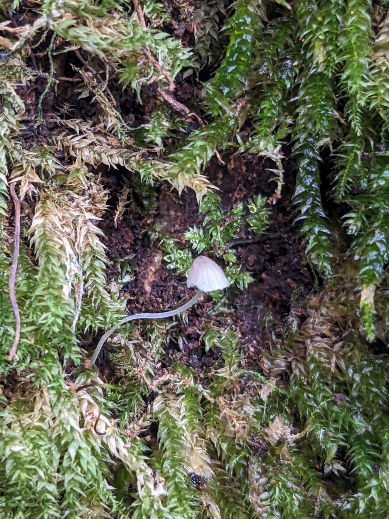 Whitish mushroom on moss with s shape stalk on the side of a trunk