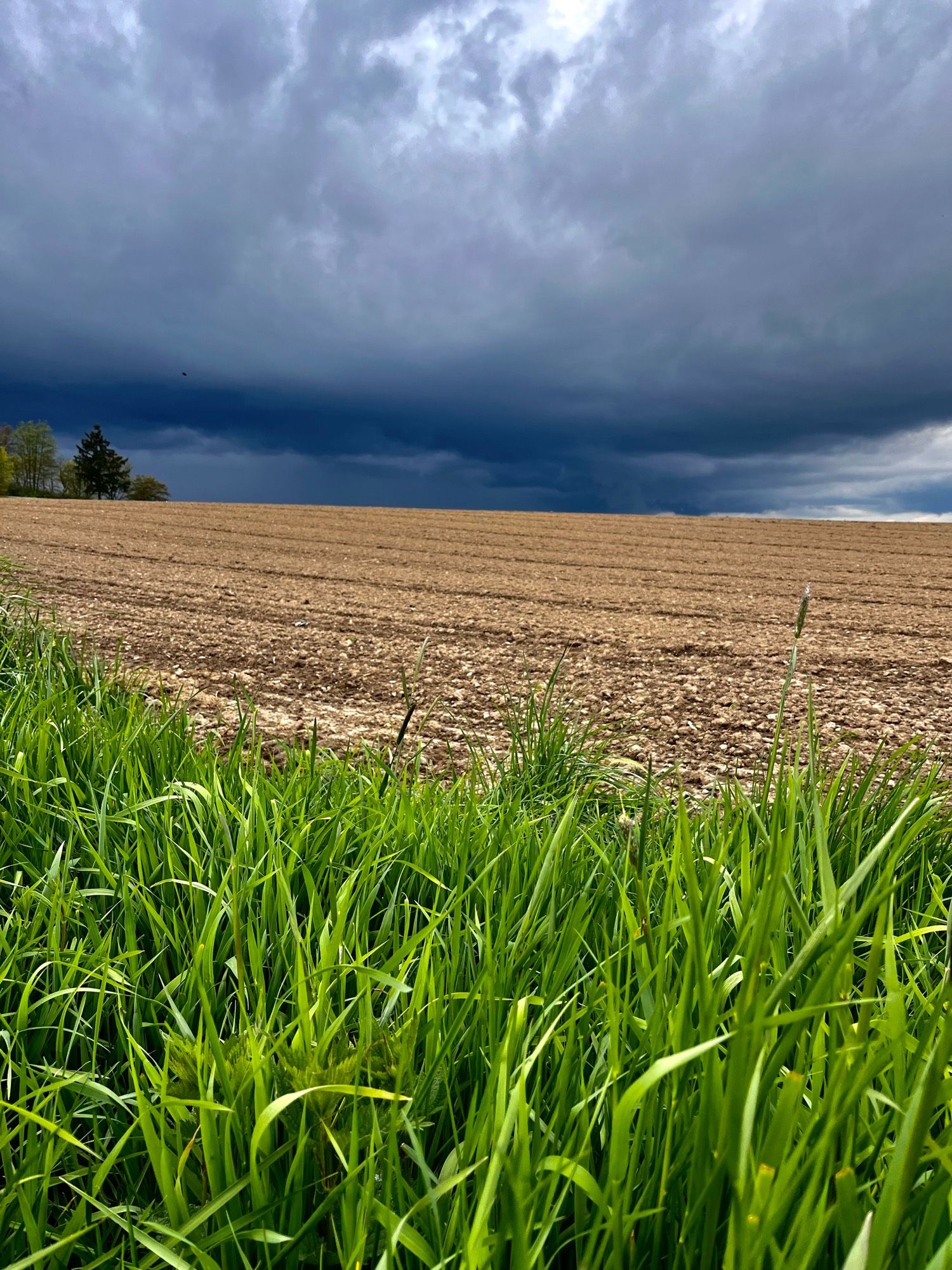 Foto hochkant, Blick über ein braunes abgeerntetes Feld, im Vordergrund hohes grünes Gras, am Himmel zieht ein Gewitter heran mit dunklen Wolken