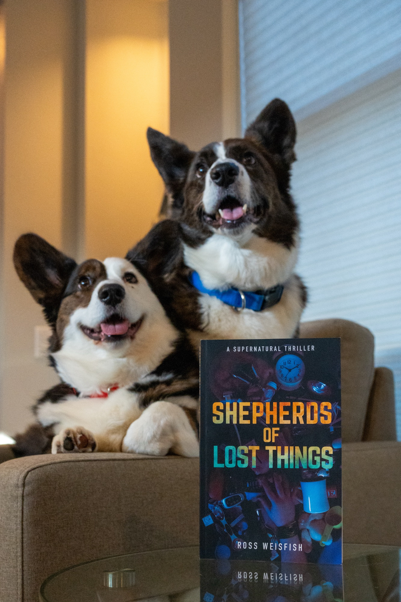 Cardigan corgis selling copy of shepherds of lost things