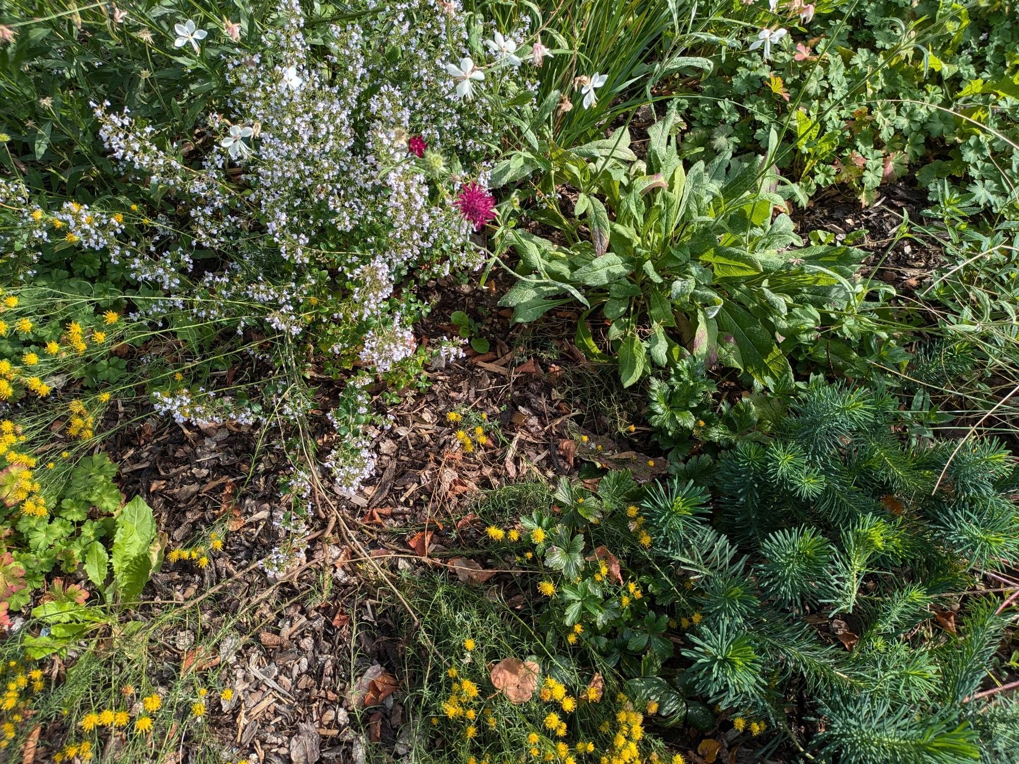 Dicht bewachsener Garten mit gelben Blüten, kleinen weißen Blüten und Nadelpflanzen im Vordergrund. Verdichtetes Grün und rosa Blüten im Hintergrund.