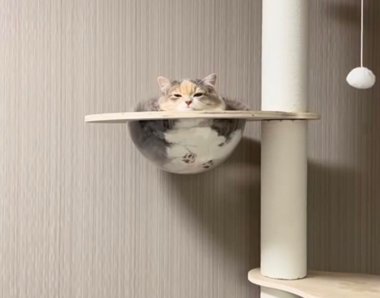 Un chat dans une de ces demi bulles transparentes que l'on trouve sur certains arbres à chat.