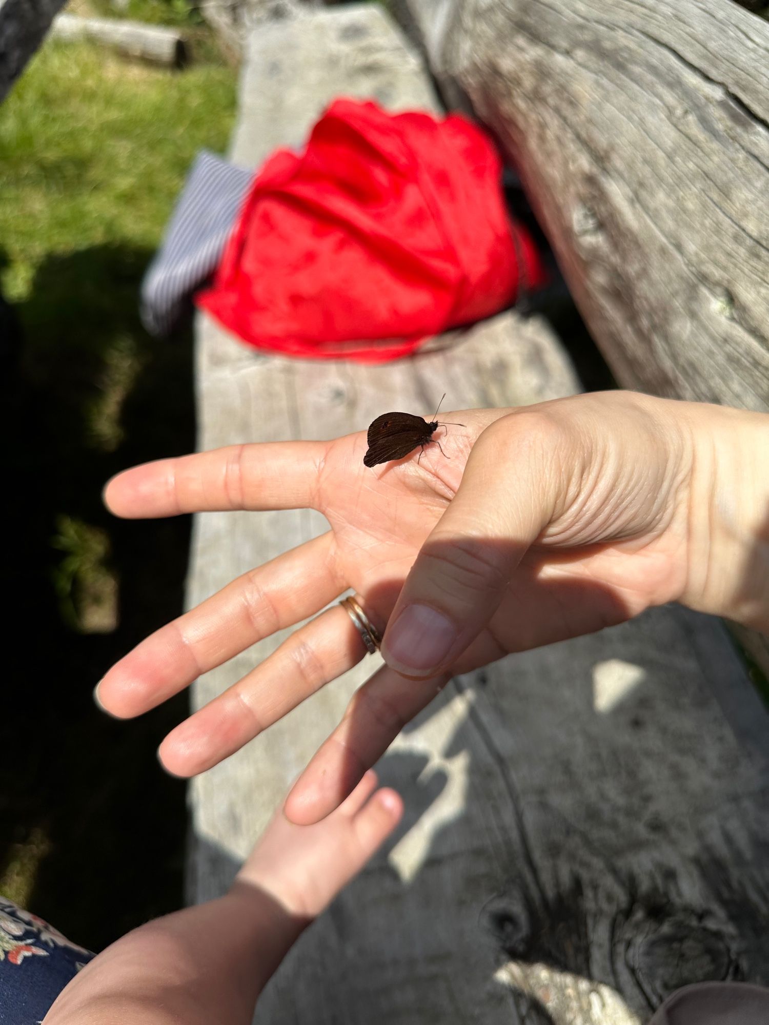 Ein schwarzbrauner Schmetterling umkreiste mich und saß lange auf meiner Hand, als ich mit meiner Schwester und meinem kleinen Neffen in den Bergen wandern war. Man sieht meine Habd mit dem Schmetterling darauf, im Hintergrund das Babybeinchenaif einer alten Holzbank. Die Sonne scheint.