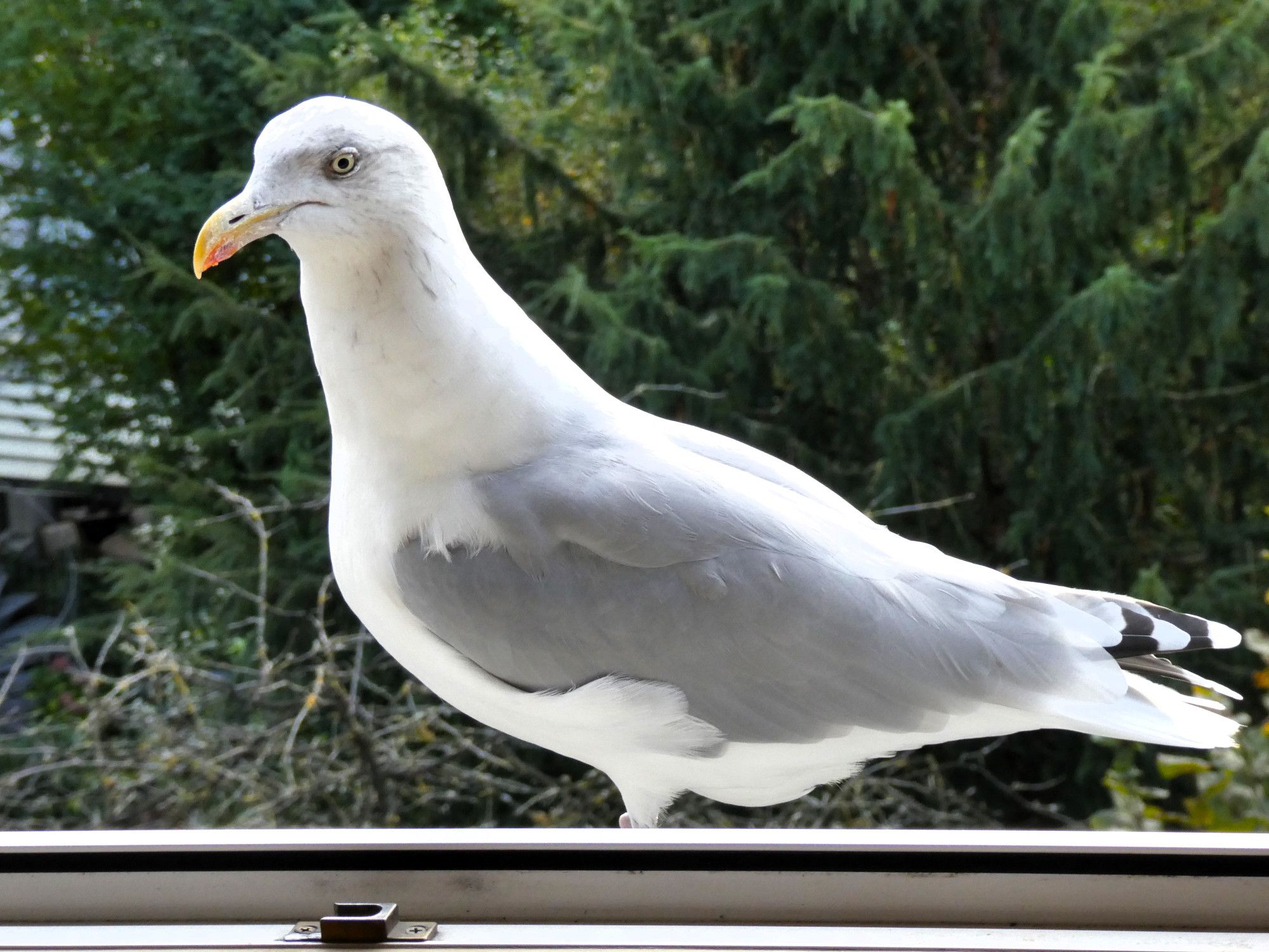 Silbermöwe auf der Fensterbank.