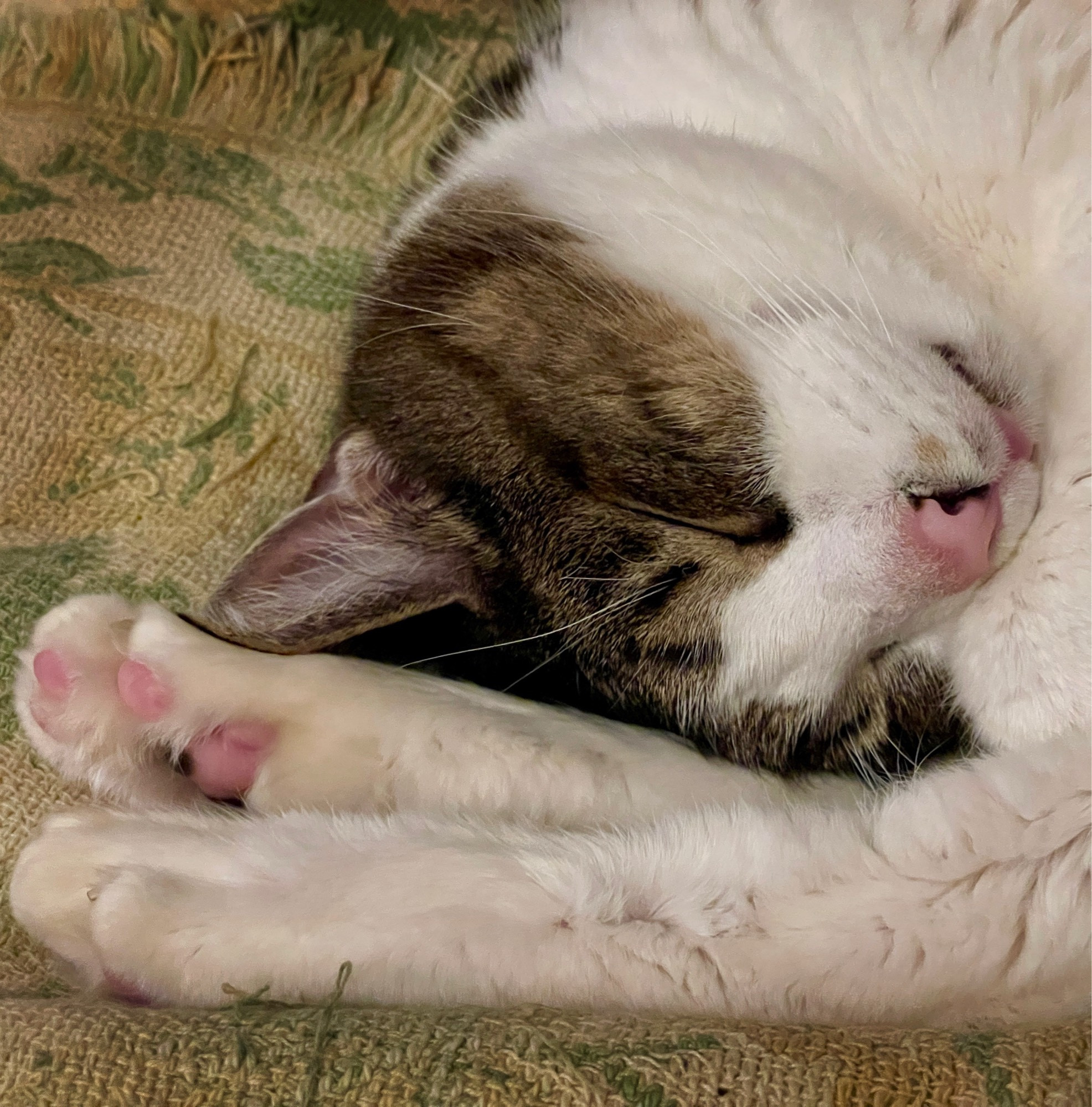 Sleeping tabby and white cat.