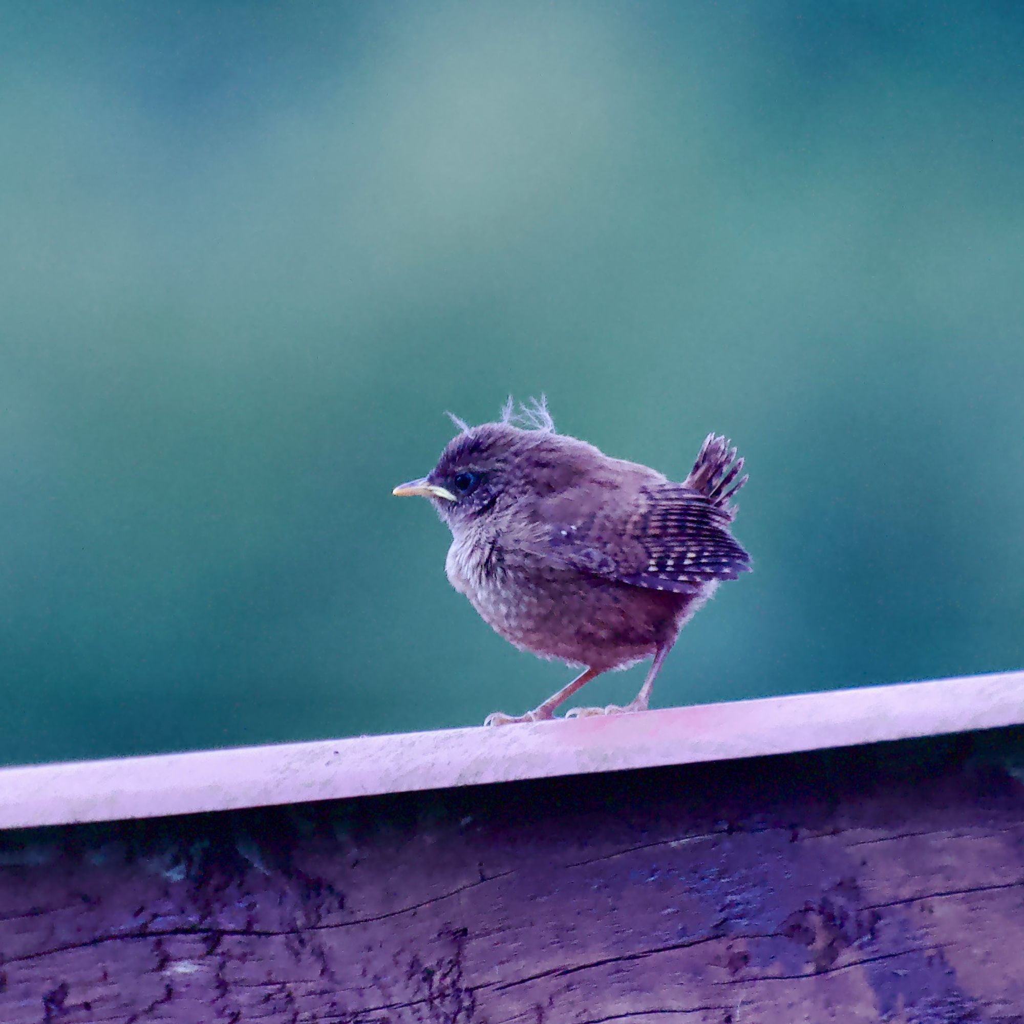 ein Zaunkönig Jungvogel hockt auf ein Blech auf einem  Holzbalken mit Wellblech drauf. Der Vogel ist rundlich, braun und hat zauselige Fussel auf dem Kopf