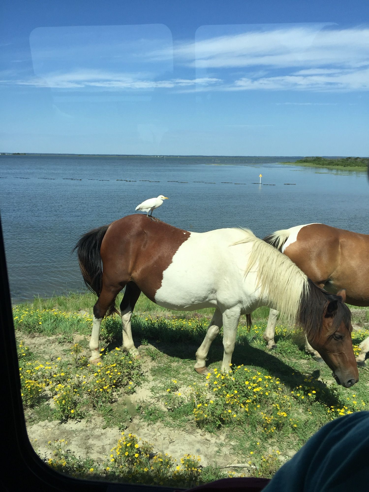 Chincoteague pony, dark brown rump and head, white neck and front quarters, grazing with a second pony and a channel in the background. White egret standing on the rump of the front pony.