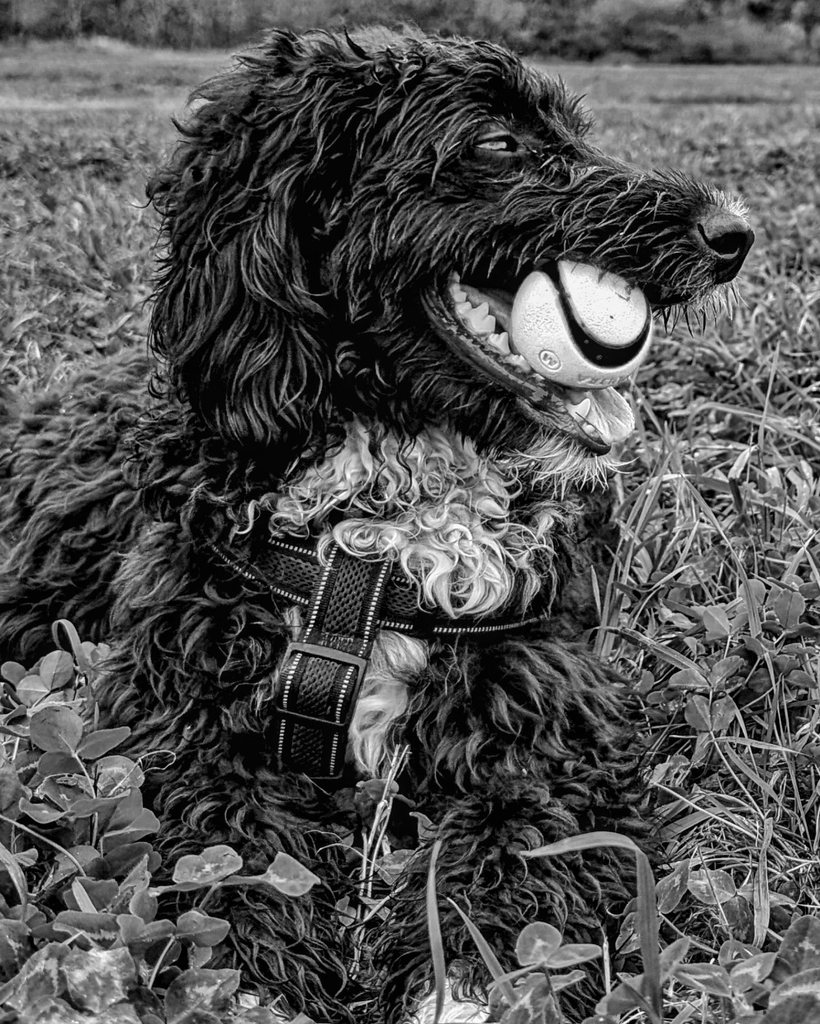 Day 5228 - Black & White & Furry All Over
Gordie and high contrast high detail black and white also She is black and white. She has her Chucky ball in her mouth and is looking very satisfied