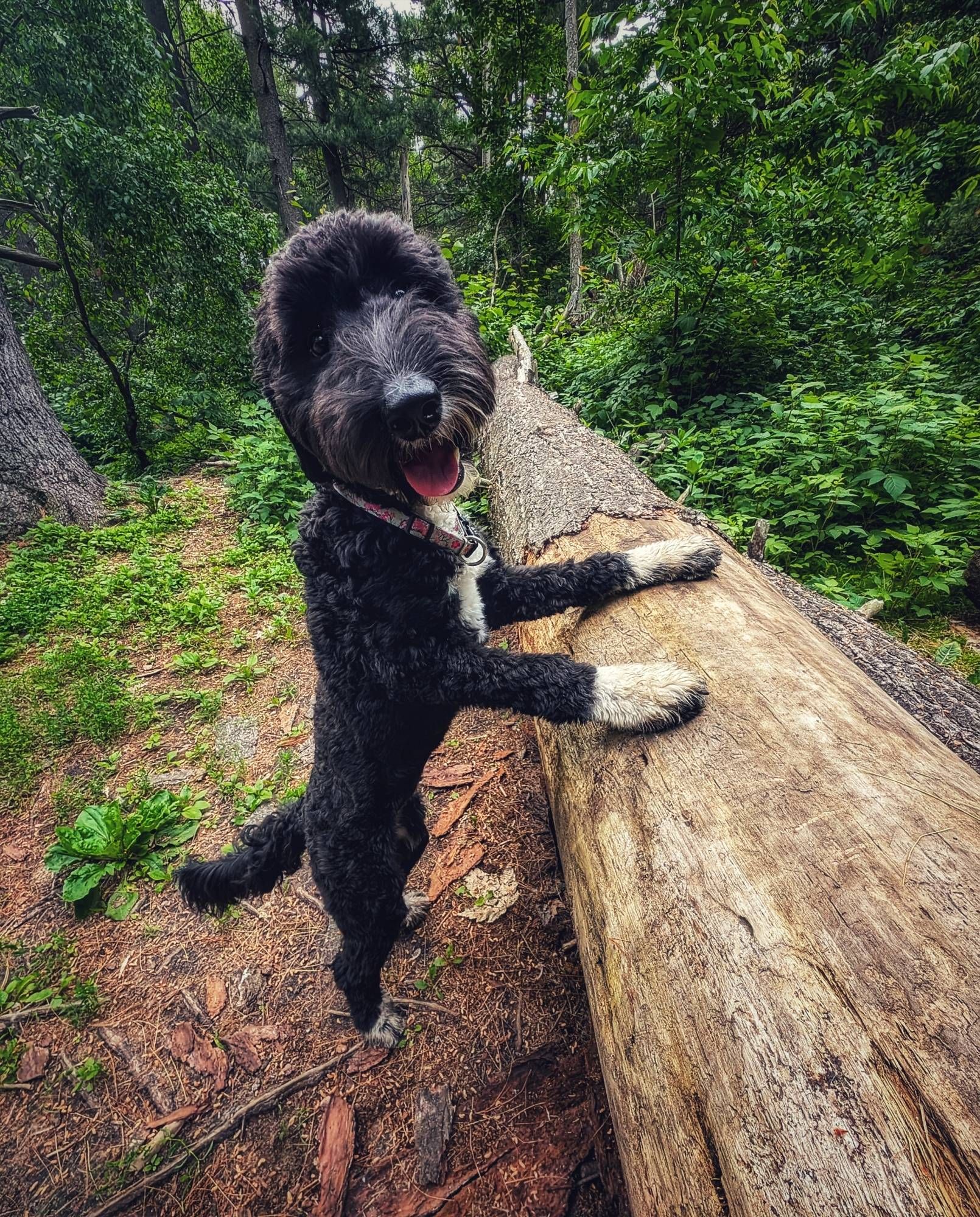 Day 4125 - All-Terrain Doodle 
Gordie the double doodle paws up on a log looking at the camera