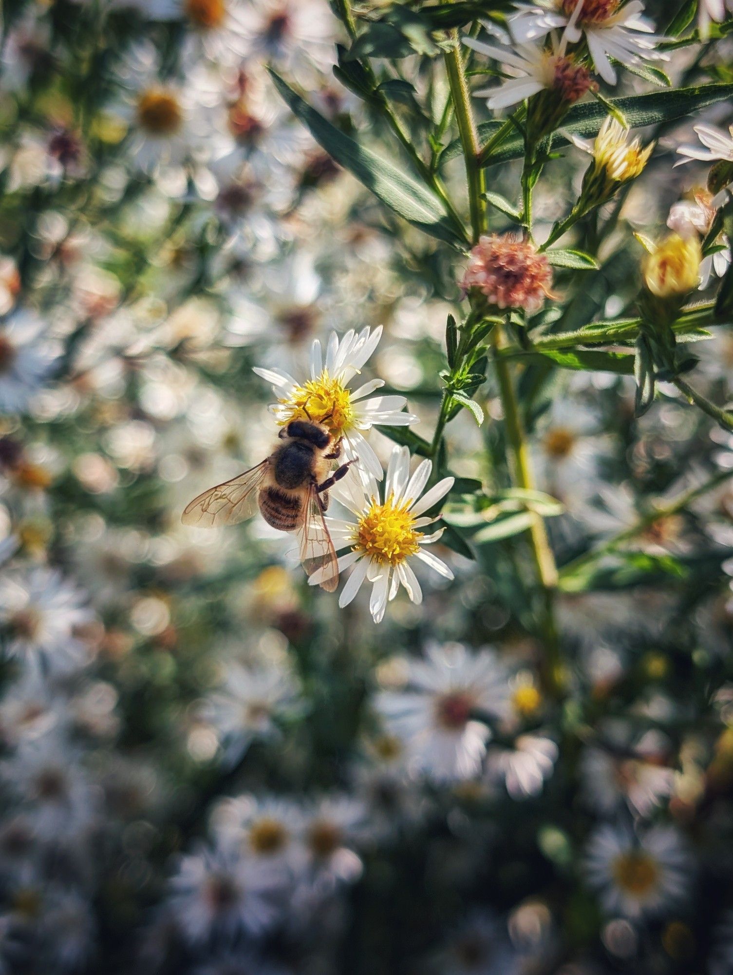 Day 4224 - Apis Sur Pilosum
A Western honey bee a lighting on the left of two. What I believe are Frost Aster Flowers with a whole bunch of asters in behind asters being Pilosum, bees being Apis. The flowers have yellow middles pistols and salmon I guess and white short petals. They grow off a very sticky like stick. Like I mean green plant. The stems are pretty sturdy. The leaves are sparse