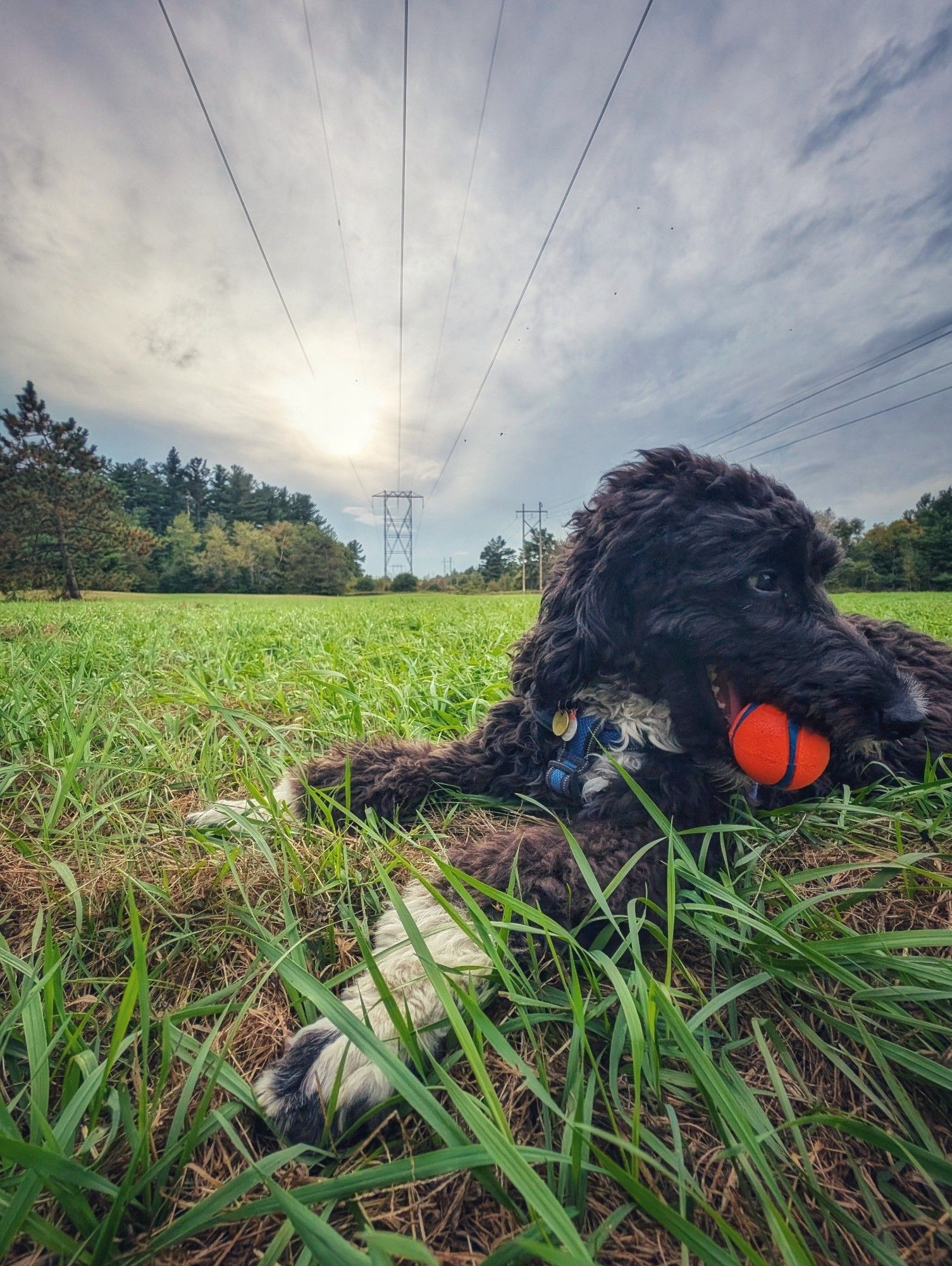 Day 4226 - Holy Gordinance 
Gordie the Golden Mountain doodle lying in the grass under the power lines under a cloudy sky with the sun shining through orange ball in mouth waiting for the next throw