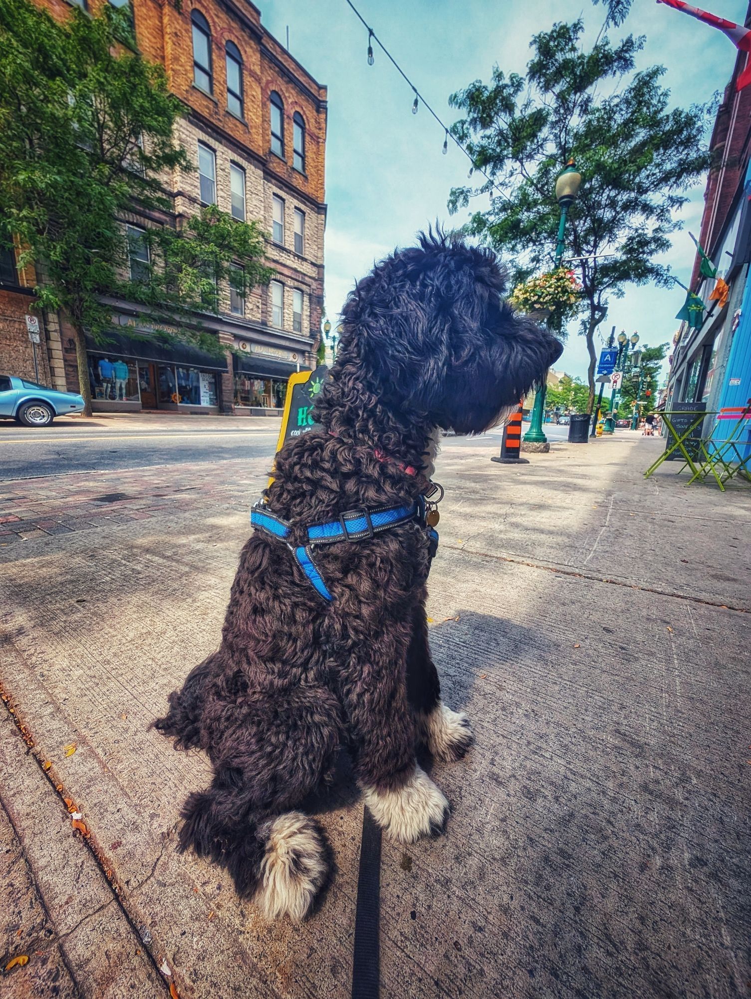 Day 4175 - Downtown Doodle 
Gordy the golden Mountain Doodle sitting on the high Street in Brockville. Waiting for people to come out of the fudge store to give her fudge