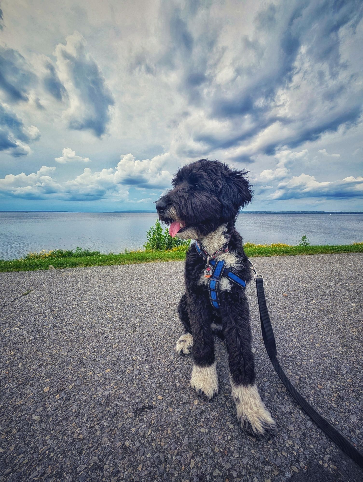 Day 4156 - Posage 
Gardie the Golden Mountain doodle sitting by the Ottawa River with very pronounced clouds