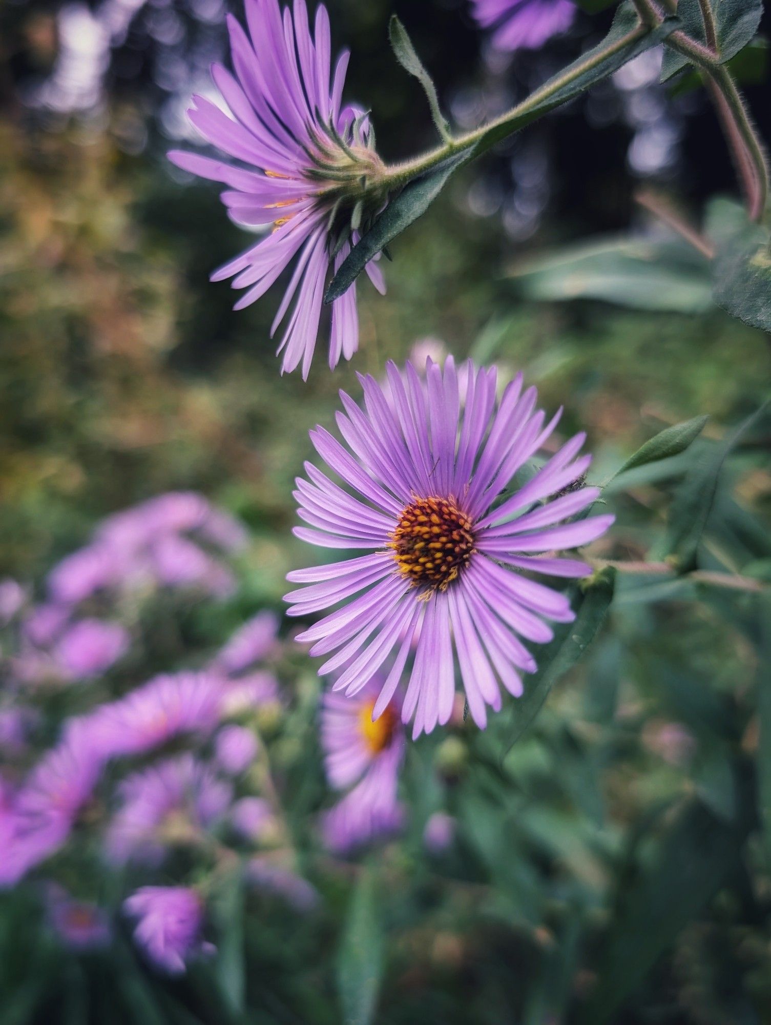 Day 4227 - Kiss My Aromatic Aster
Purple flower with delicate purple petals and a big yellow center surrounded by slightly out of focus versions of itself