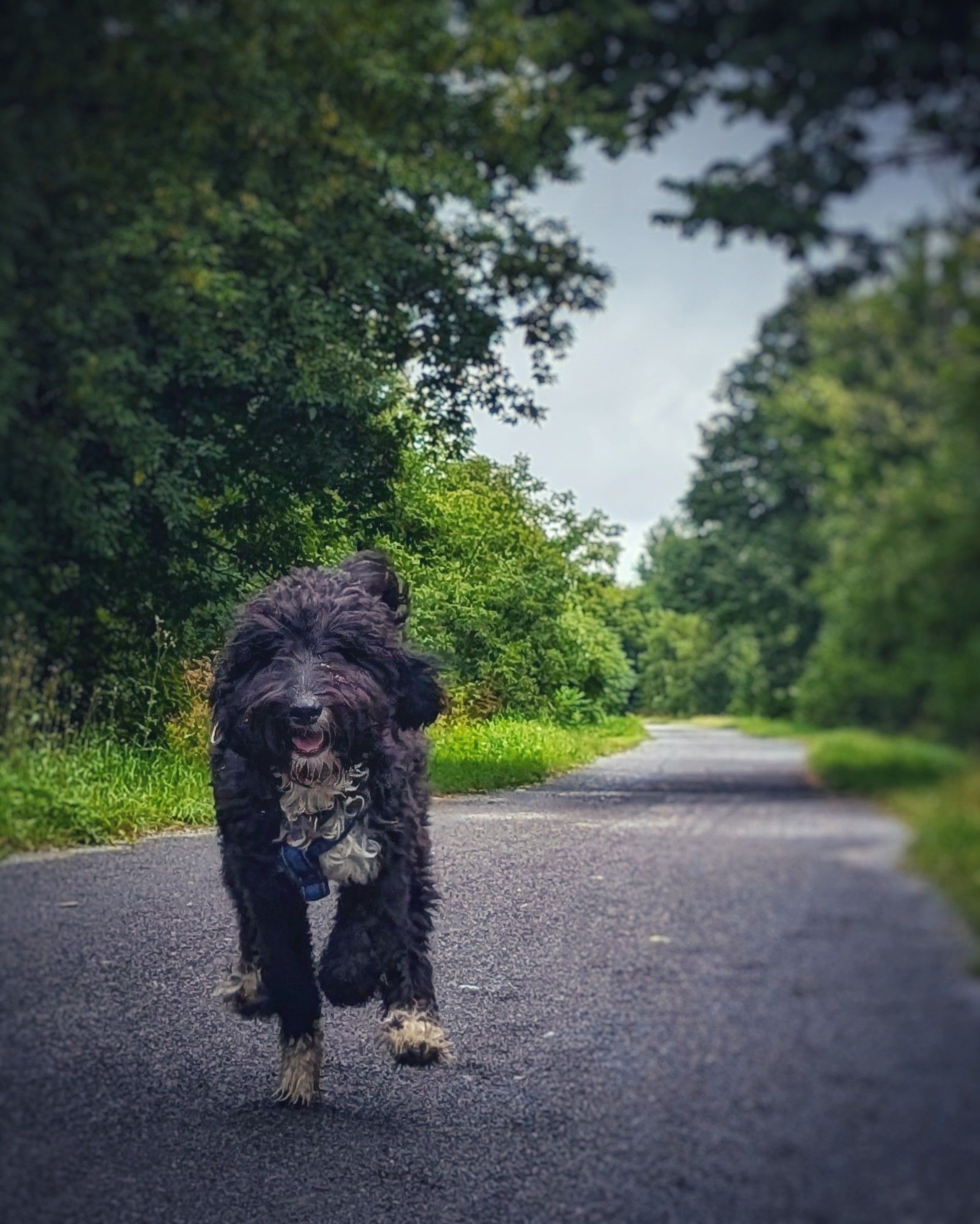 Day 4192 - Hell For Leather 
Gordie at full tilt on the trans Canada trail. Black and white fuzzy dog running towards the camera with only one foot touching the gravel of the path, itself surrounded by greenery