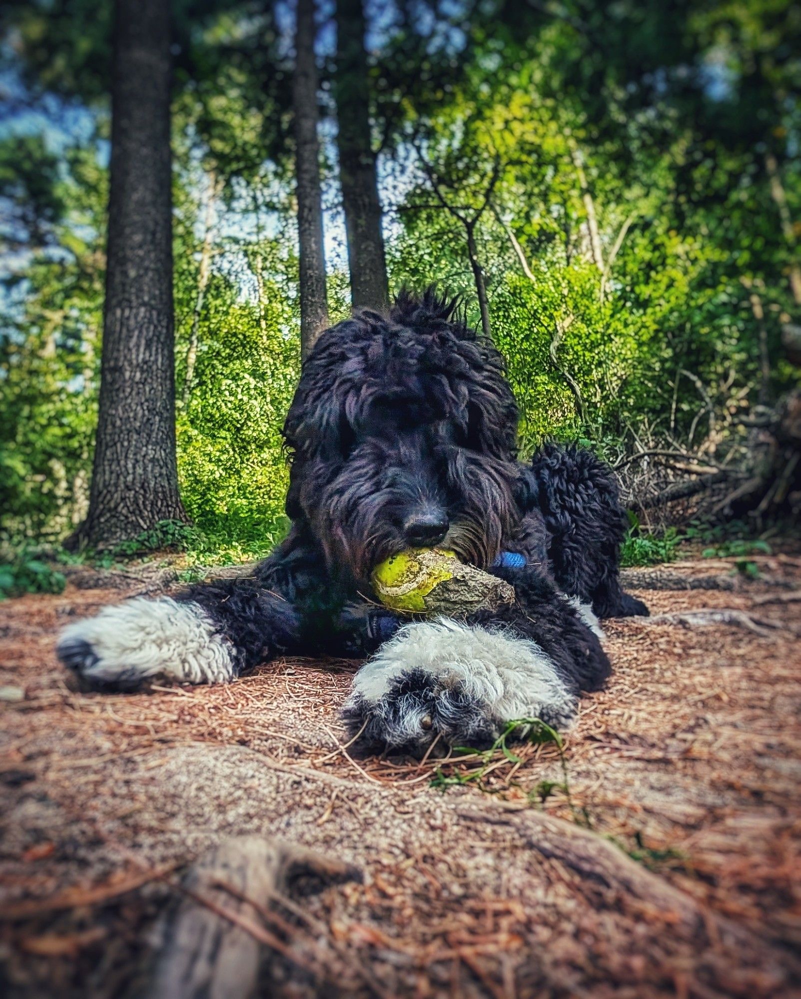 Day 4198 - Ballistic
Gordy the Mountain Doodle lying on the forest floor with ball in mouth. Waiting for more adventure. She is a black and white double doodle.