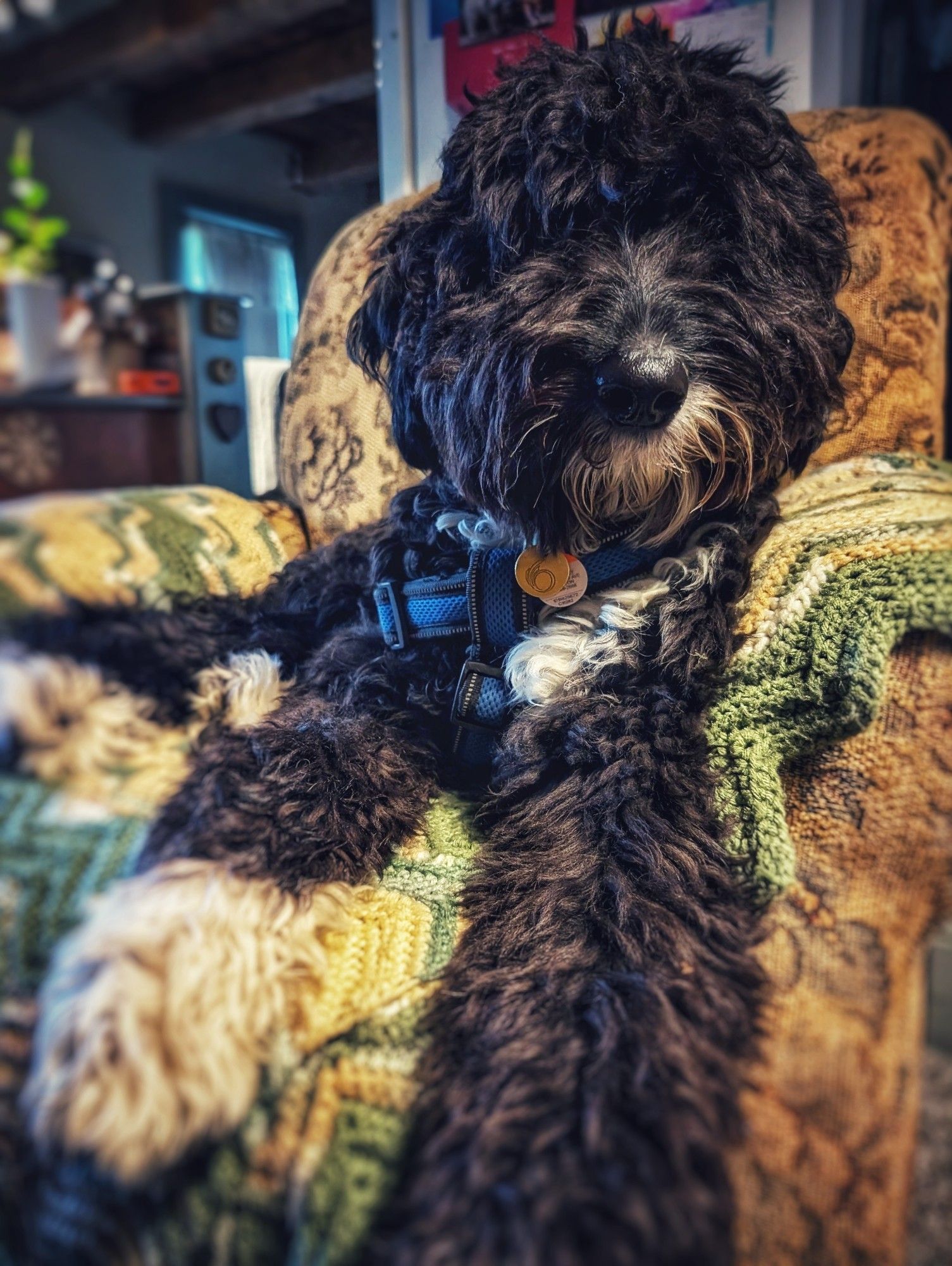 Day 4203 - Resting Doodle 
Gordie sitting in a chair