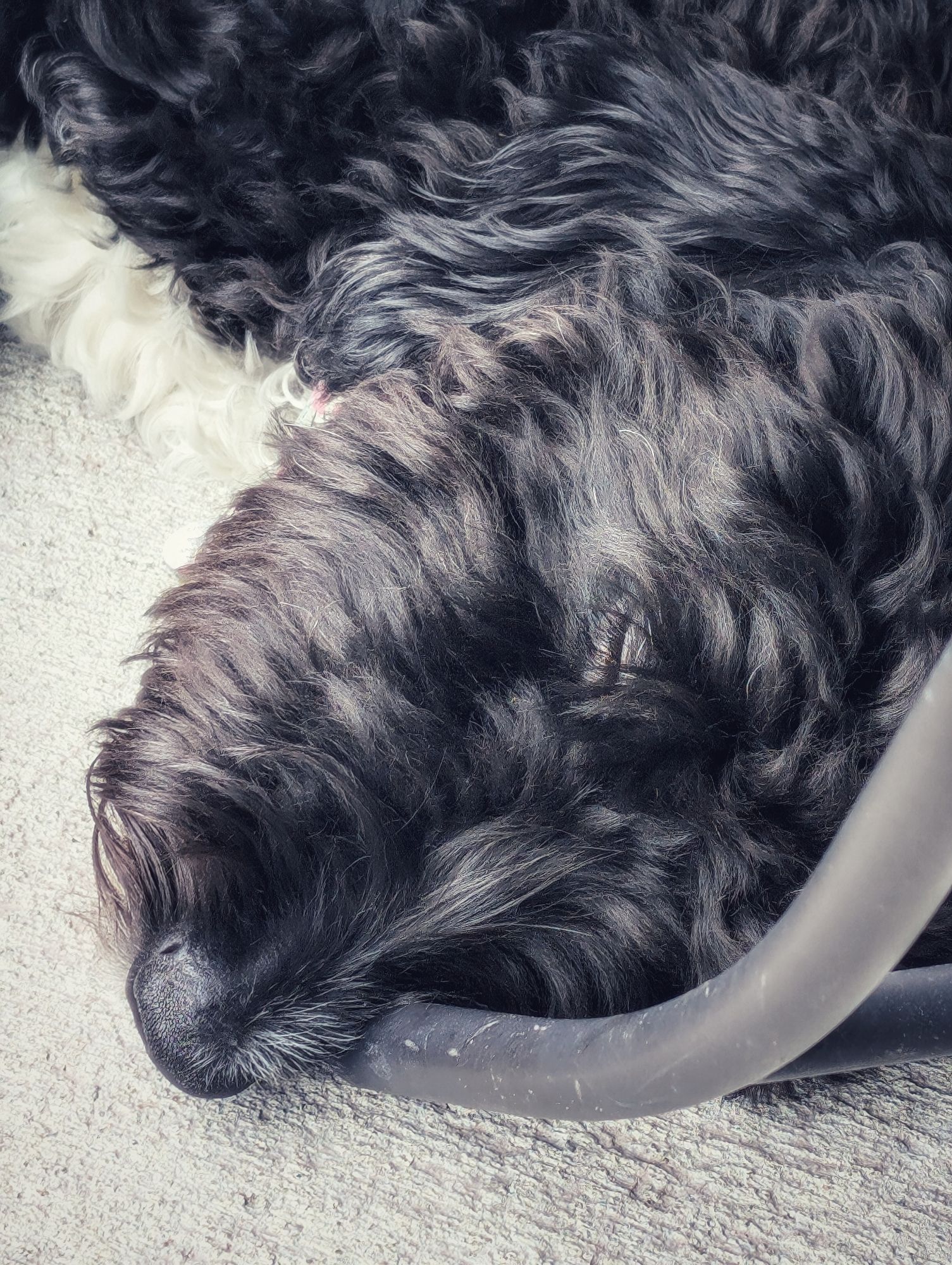 Day 4166 - Passed Out Pup 
Gordie, the Golden Mountain doodle passed out with her face pressed up against the leg of the outdoor coffee table