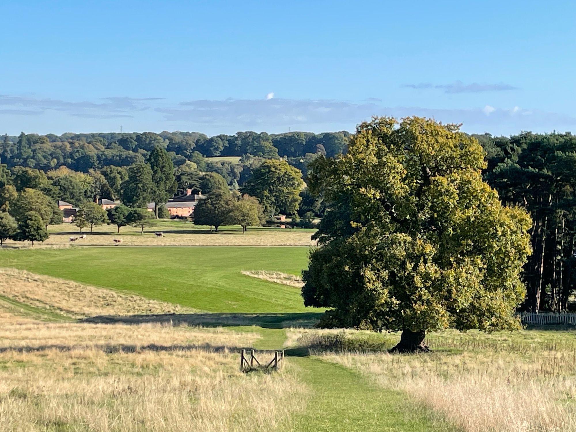 View across grassy parkland on a clear, sunny, blue-skyed, autumnal day. In the middle ground, right, a veteran oak tree (no 1242) is beginning to turn to autumn colours.