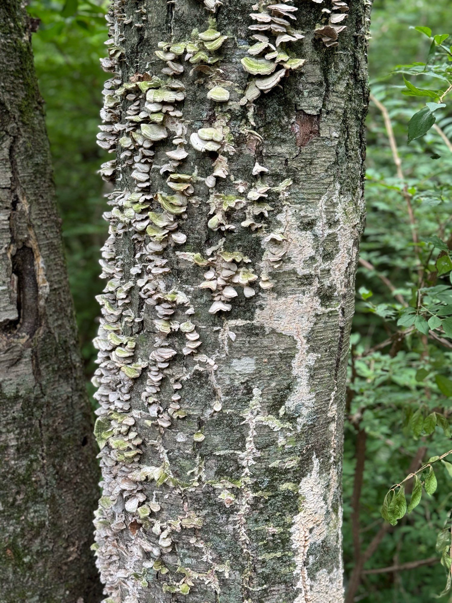 dying tree trunk with a bunch of crap growing on it