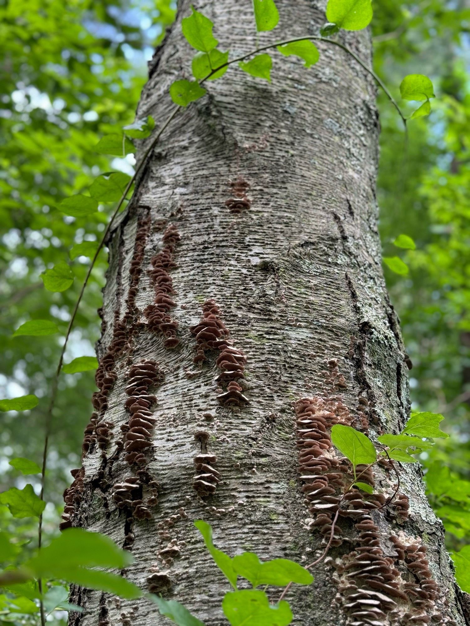 dying tree trunk with a bunch of crap growing on it