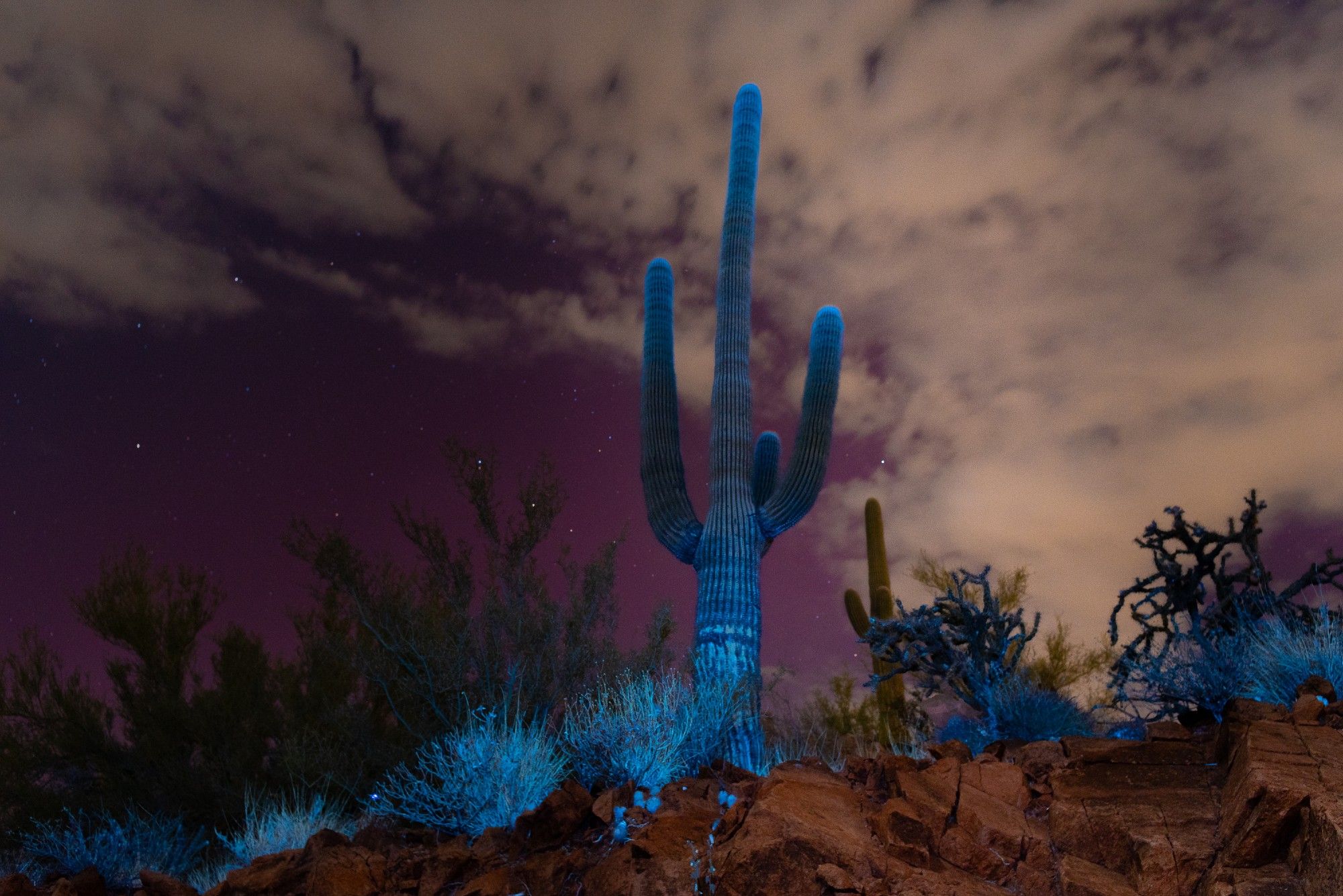 a saguaro cactus and desert brush glow eerie blue in front of a dark sky tinged fuchsia by the aurora. 