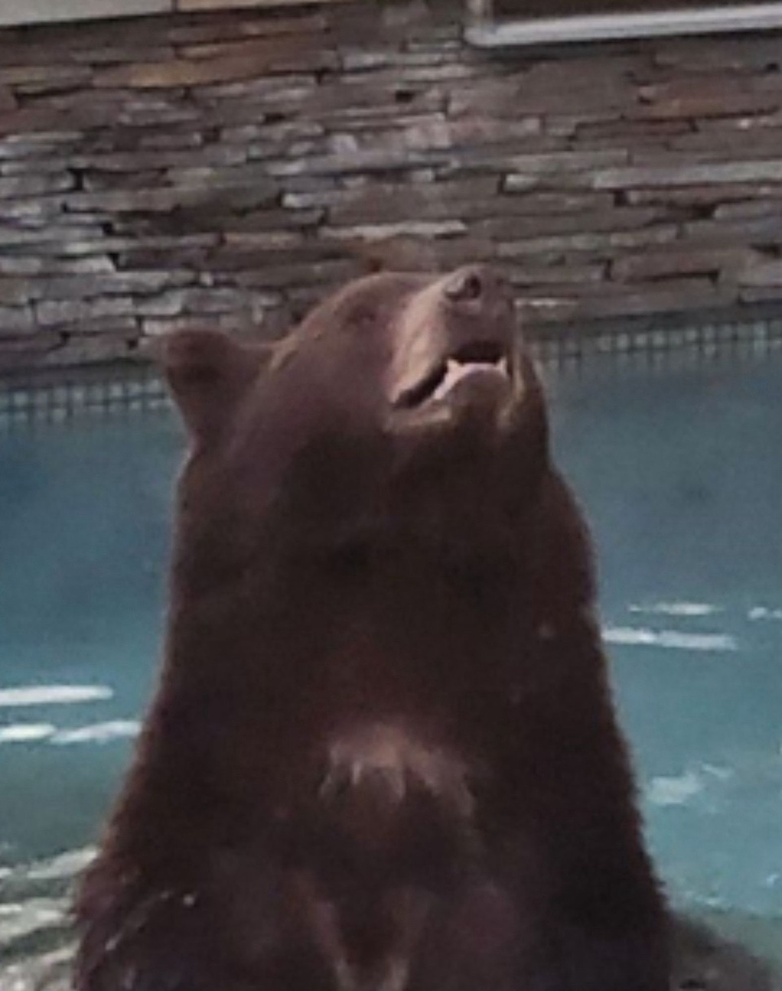 a brown bear in a pool, looking up rapturously happy