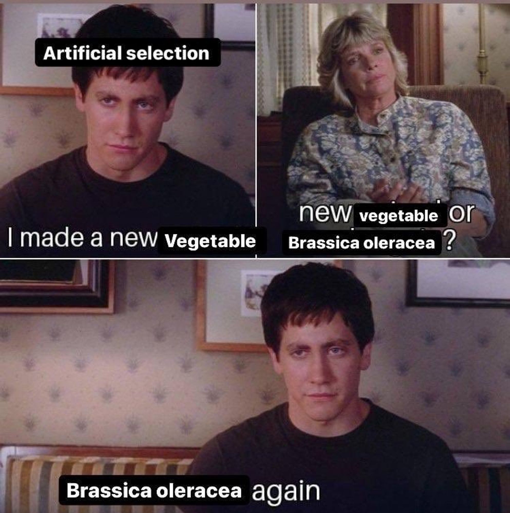 the meme from Donnie Darko, where the main character is labeled artificial selection. first panel: he says "i made a new vegetable" 

woman replies, "new vegetable or brassica oleracea?" 

he replies: "brassica oleracea again"