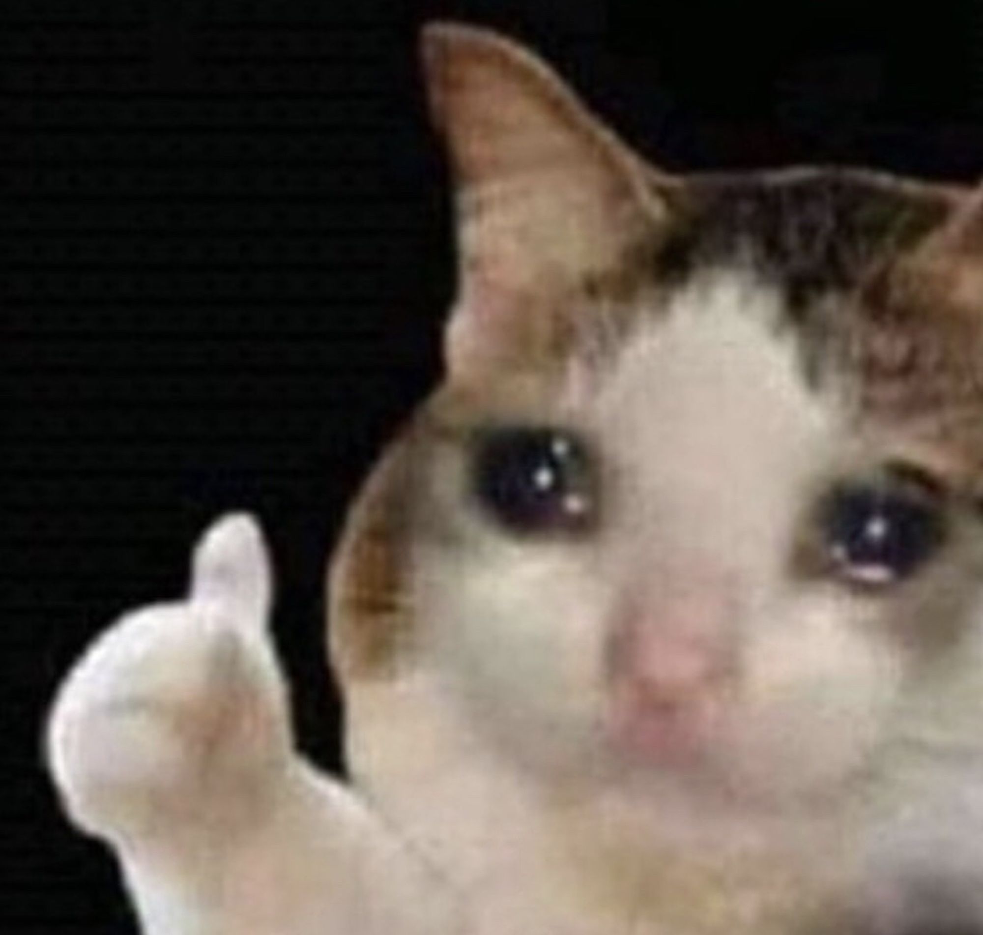 Depressed weeping cat holding up a thumbs up meme 🥺😭😿