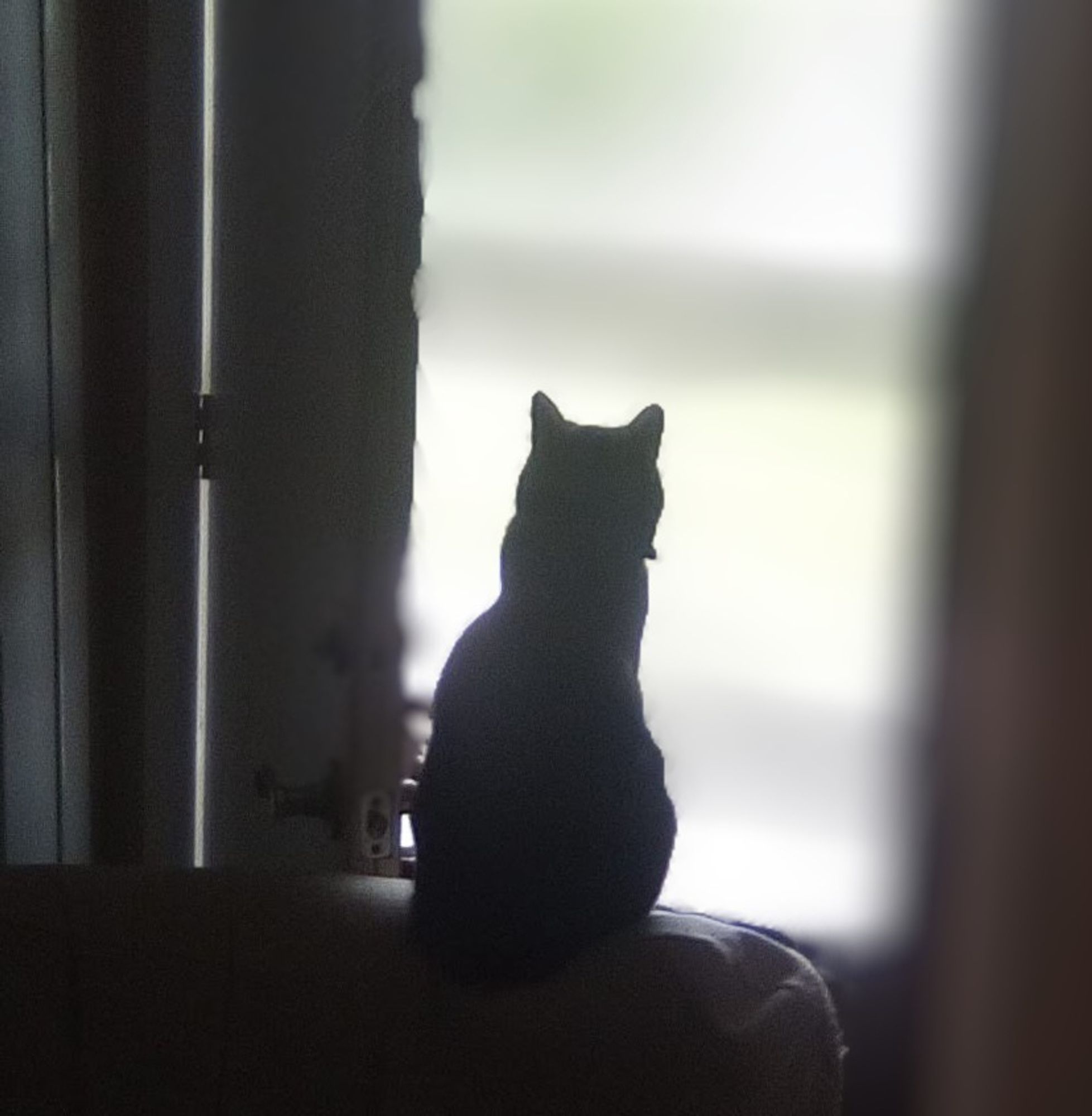 Charlie a black striped tabby cat sitting with his back to the camera in front of an open door in silhouette welcoming October.