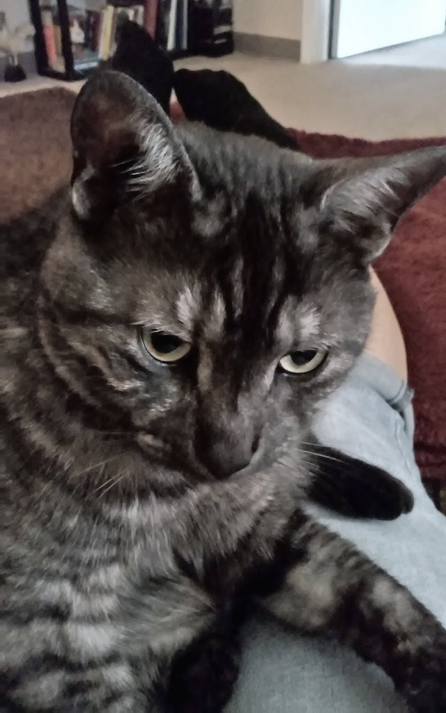 A close up of Charlie a black striped tabby cat sitting on his humans lap, 
partially turned looking into the camera 🐾