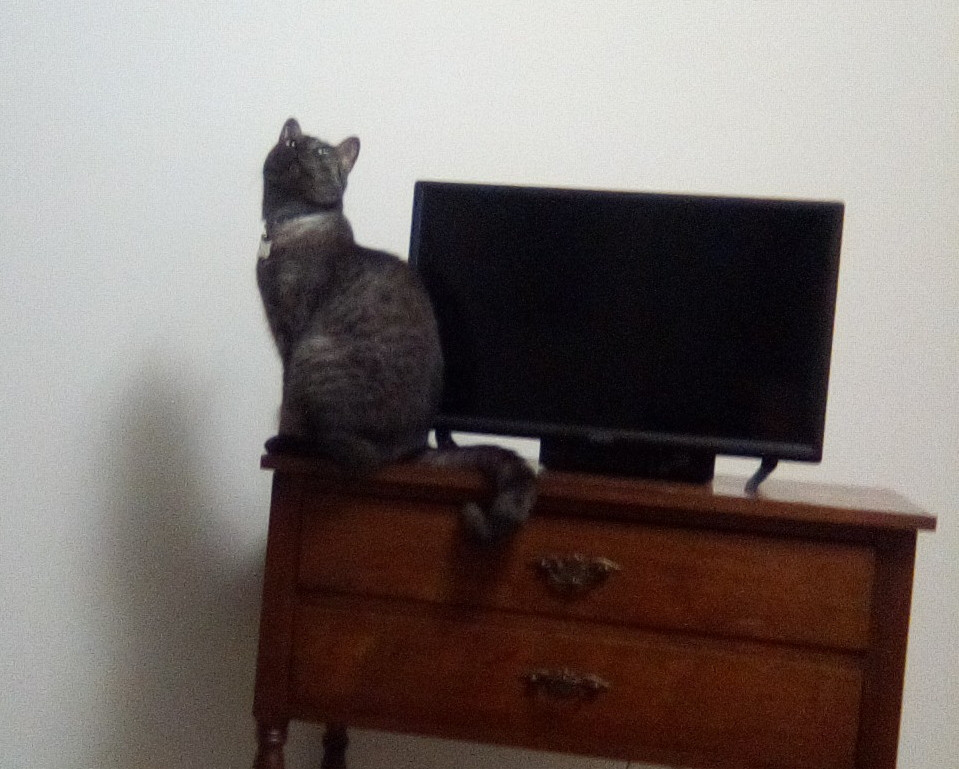 Charlie a black striped tabby cat looking up is asking Scotty (a character from the original Star Trek tv show) to beam him up...😹😂