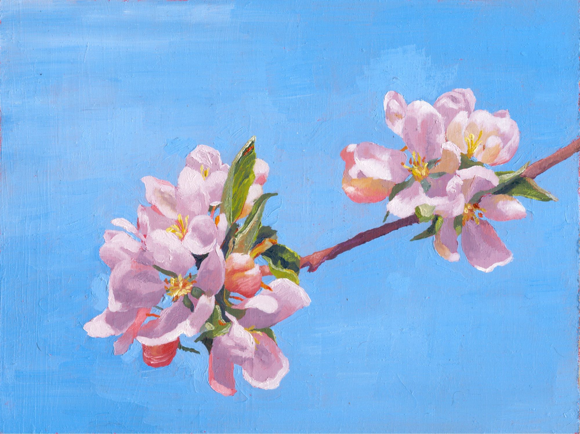 Painting of apple blossom