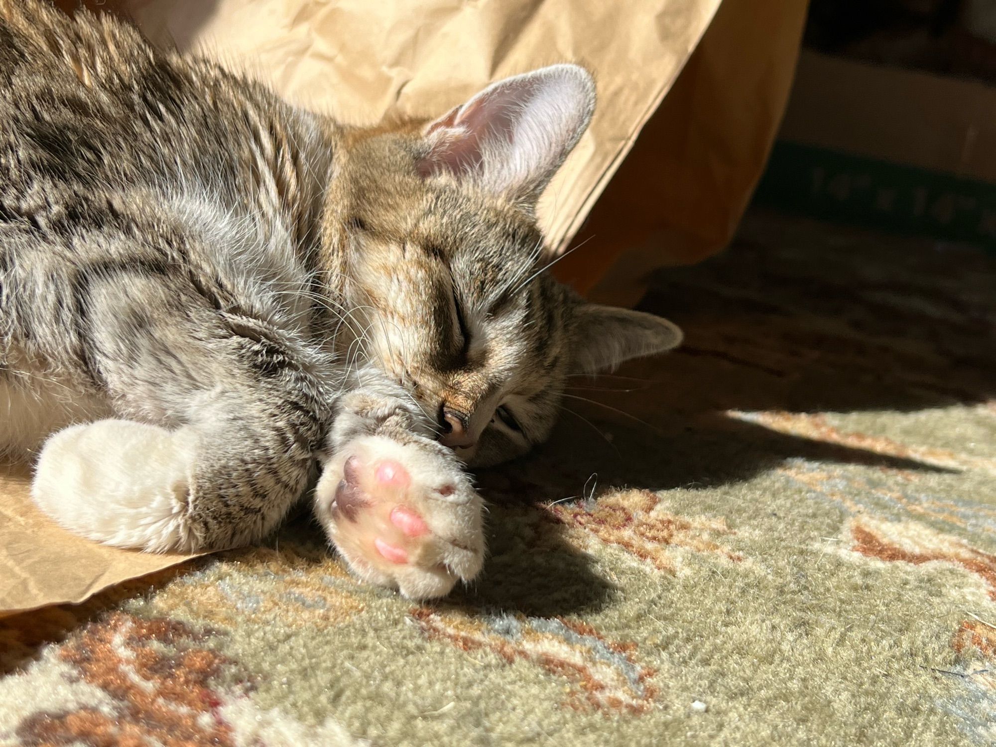 A fairly close shot of Sammi. She has changed positions in her Sun Puddleshe is still mostly in the brown paper, but her front left paw and face are now on the rug. Her right paw is curled back and you can see the toe beans on her left paw. She is sleeping quietly and undoubtedly dreaming of ways to destroy her human so she can eat *all* the treats at once, not just a few at a time.