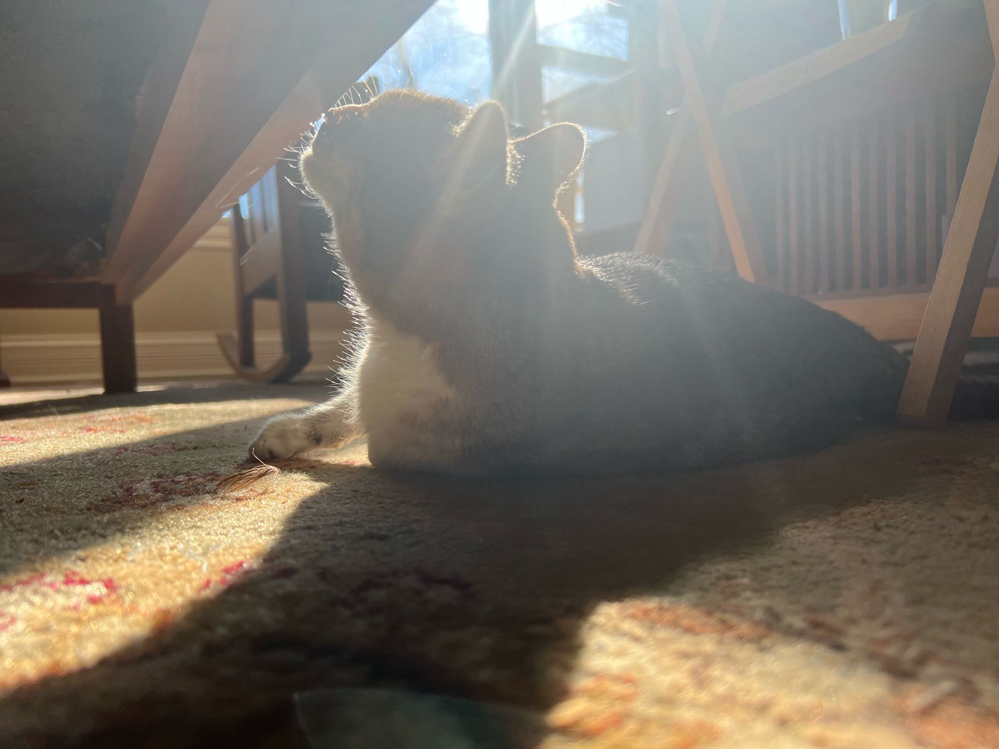 Sammi, a grey and white tabby lays on the rug by the couch. Her nose is by the bottom front of the couch since she just finished scratching her face on it. She’s lying in a sun puddle and the sunshine is causing some lens flare above her head. The front window is in the background showing blue sky.