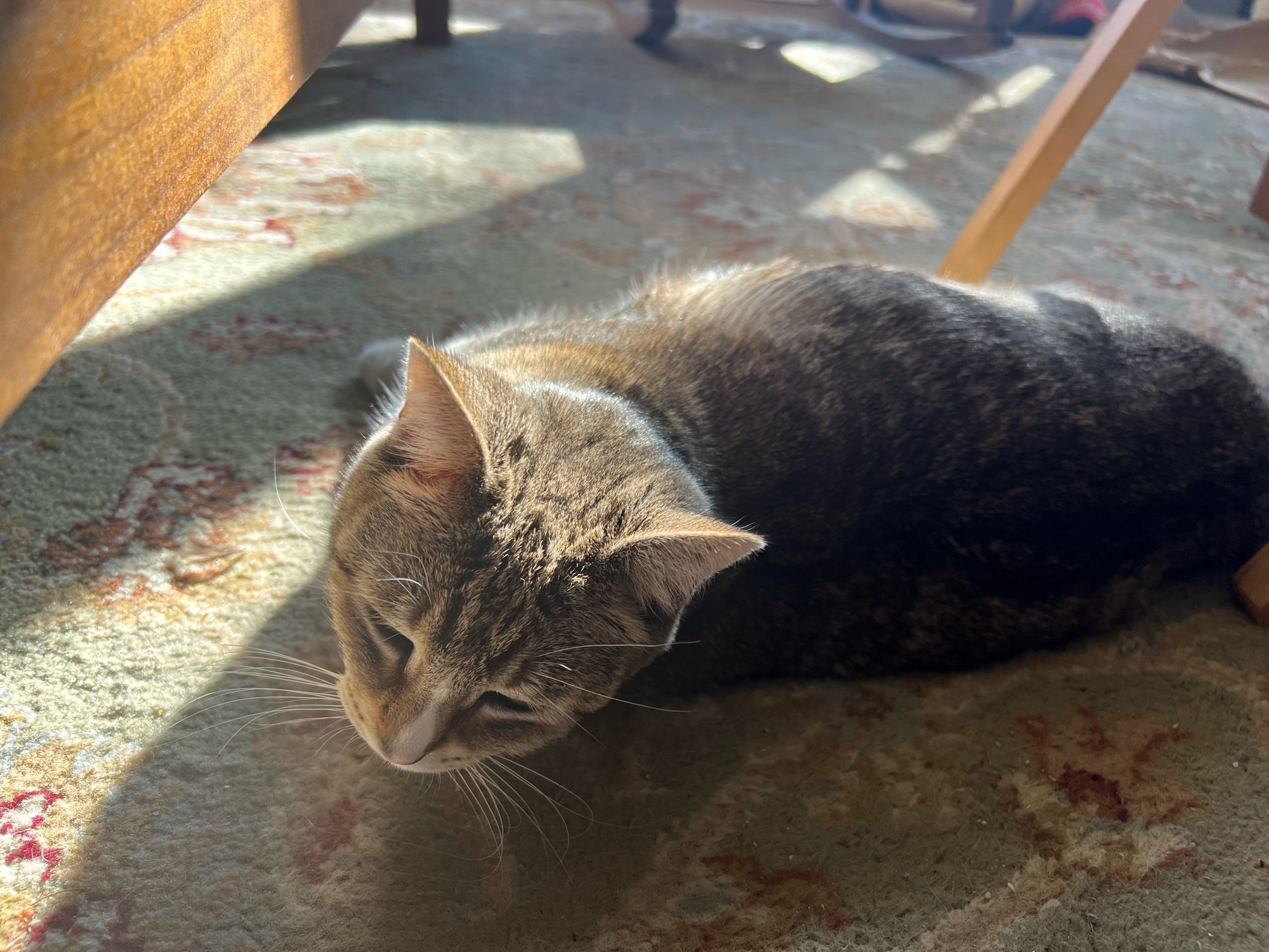 Samwise, a grey and white tabby lays in a sun puddle on the rug. She is leaning her head back toward me because she wants me to pet her. Demands I pet her really. I am the cat slave, do what else can I do. 🤷‍♂️