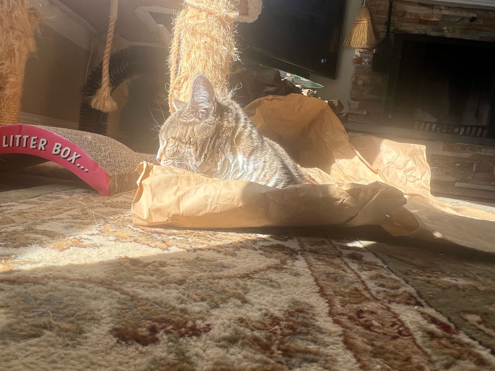 Samwise, a grey and white tabby, is lying on some brown paper in the sunshine. Her eyes are closed and she looks very content. Her well used scratching post is in the background and in the foreground is a patterned rug. Behind and to the left is a scratching post”box of corrugated cardboard. Part of the phrase “Your gift is in the litter box” is visible on the side. Sammi looks very Zen.