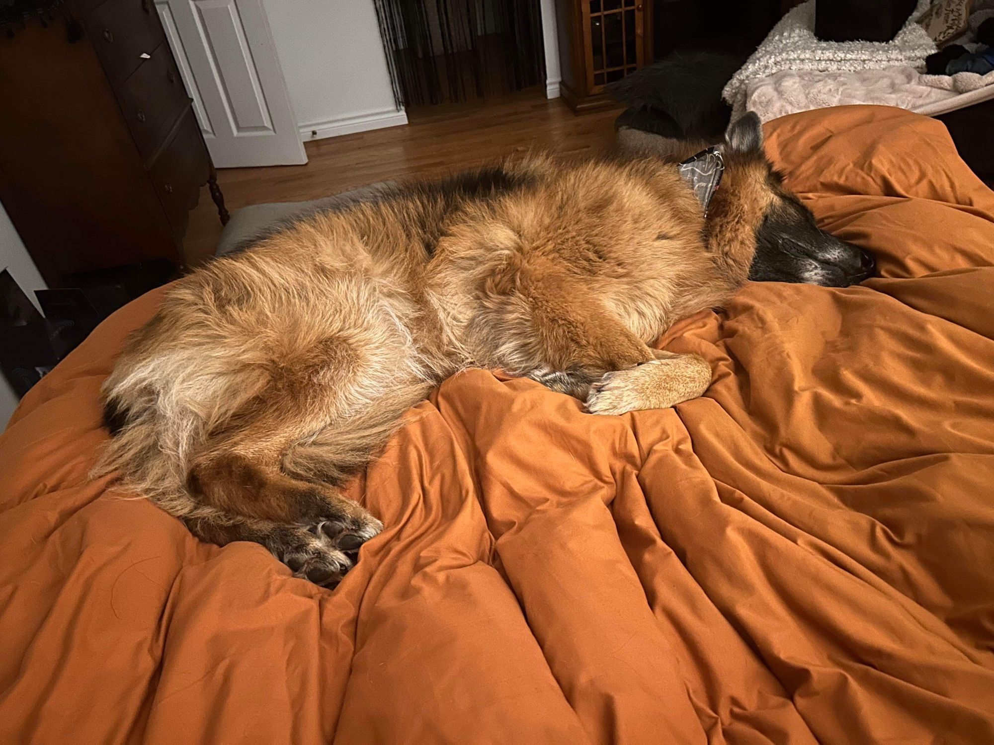 A very lazy Shepherd asleep on my bed