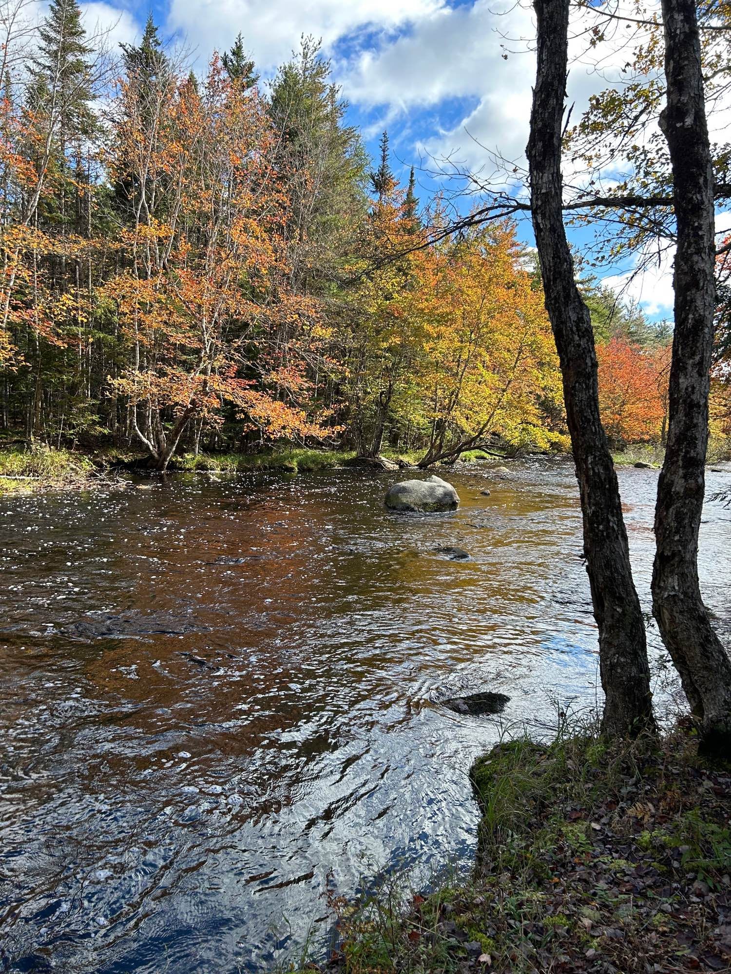 A river flowing through an Autumn Forest