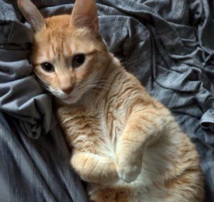 an orange cat is looking at you with love with his little paws curled to his chest 